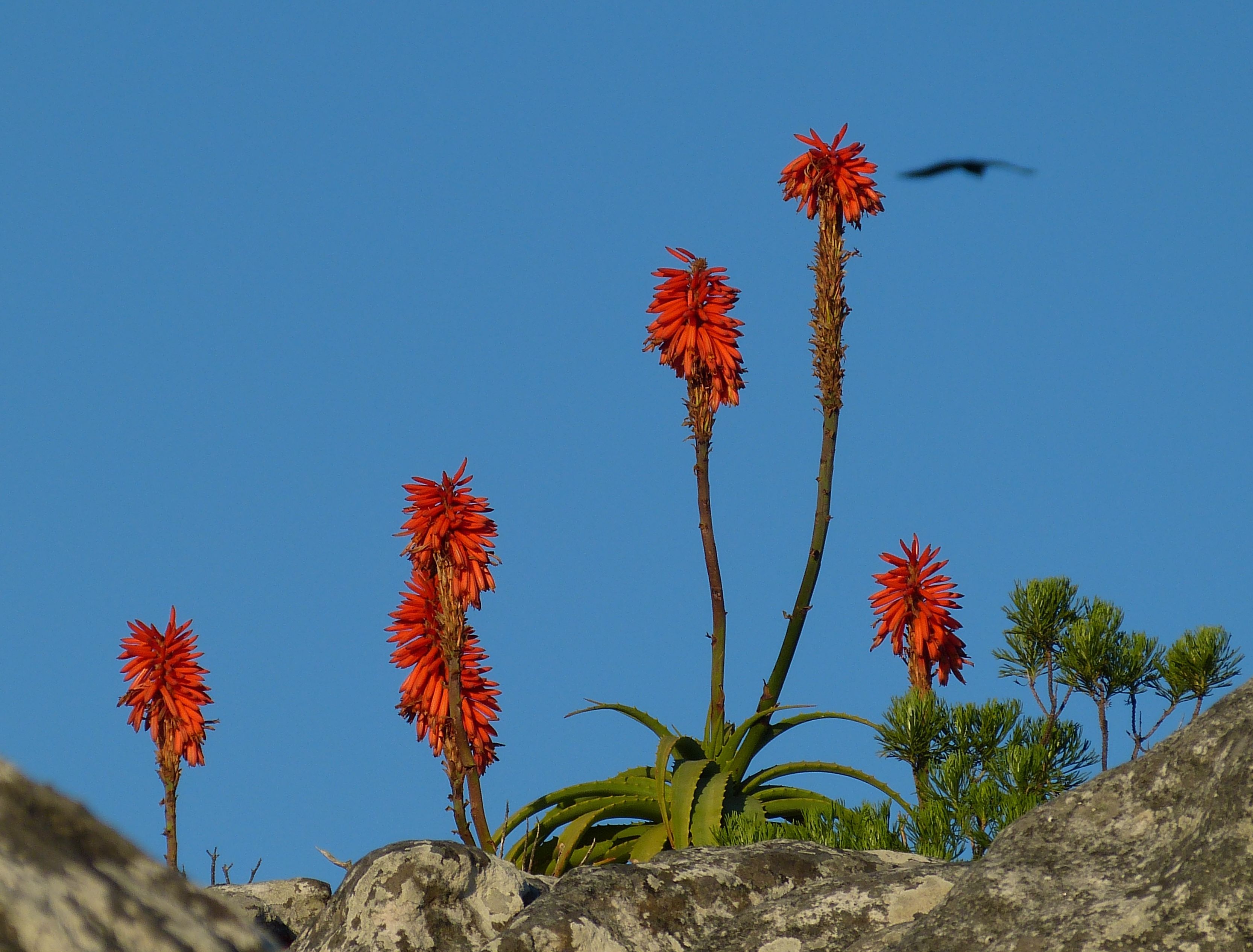 bloom, tranquil scene, sunlight, arid climate, nature, plant, day, outdoors, no people, 2K, low angle view, scenics - nature, table mountain, cactus, blossom, HD Wallpaper