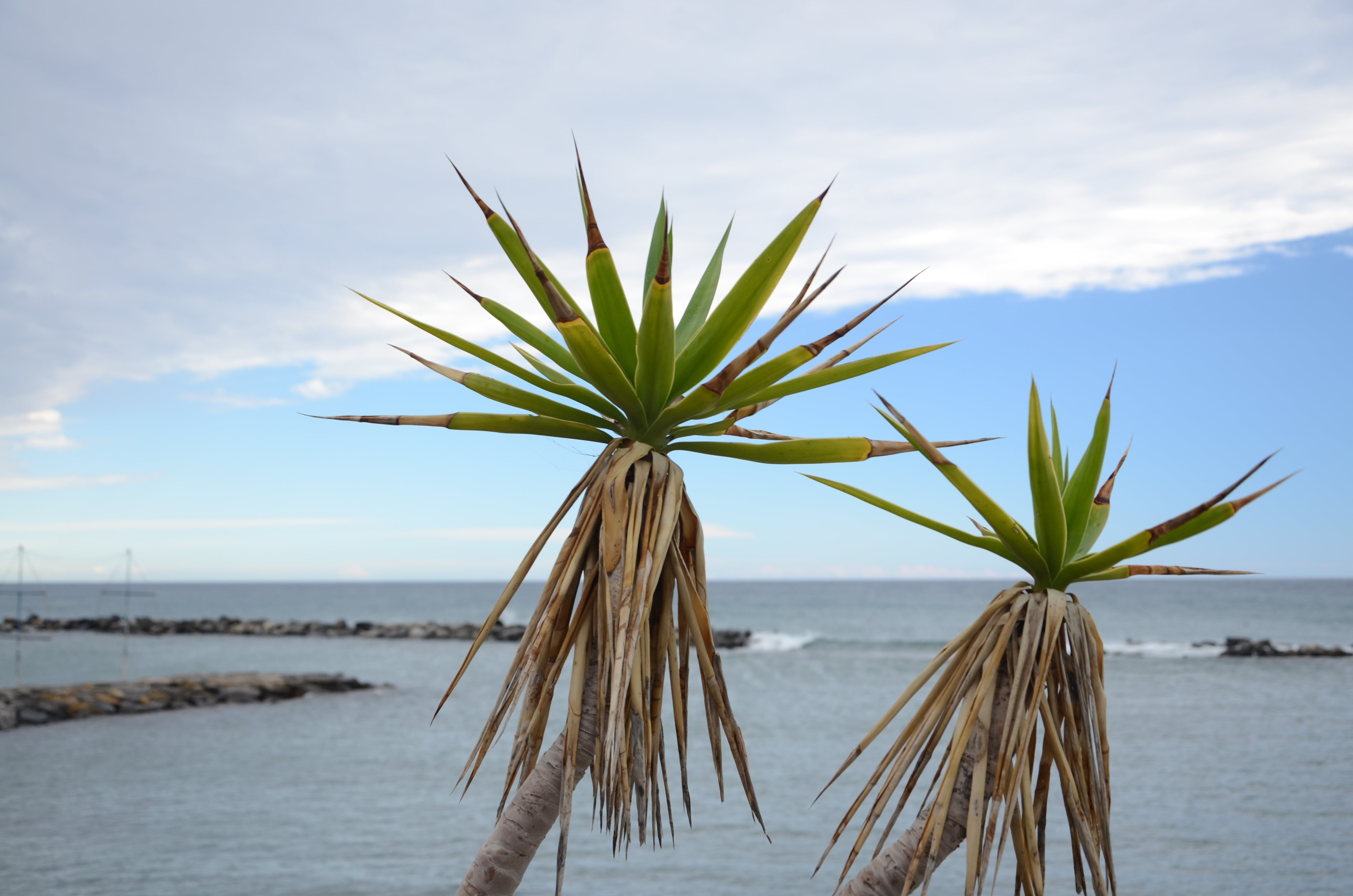 tranquil scene, focus on foreground, beach, agave, plant, 4K, outdoors, cloud - sky, land, beauty in nature, tranquility, no people, sea, scenics - nature, HD Wallpaper