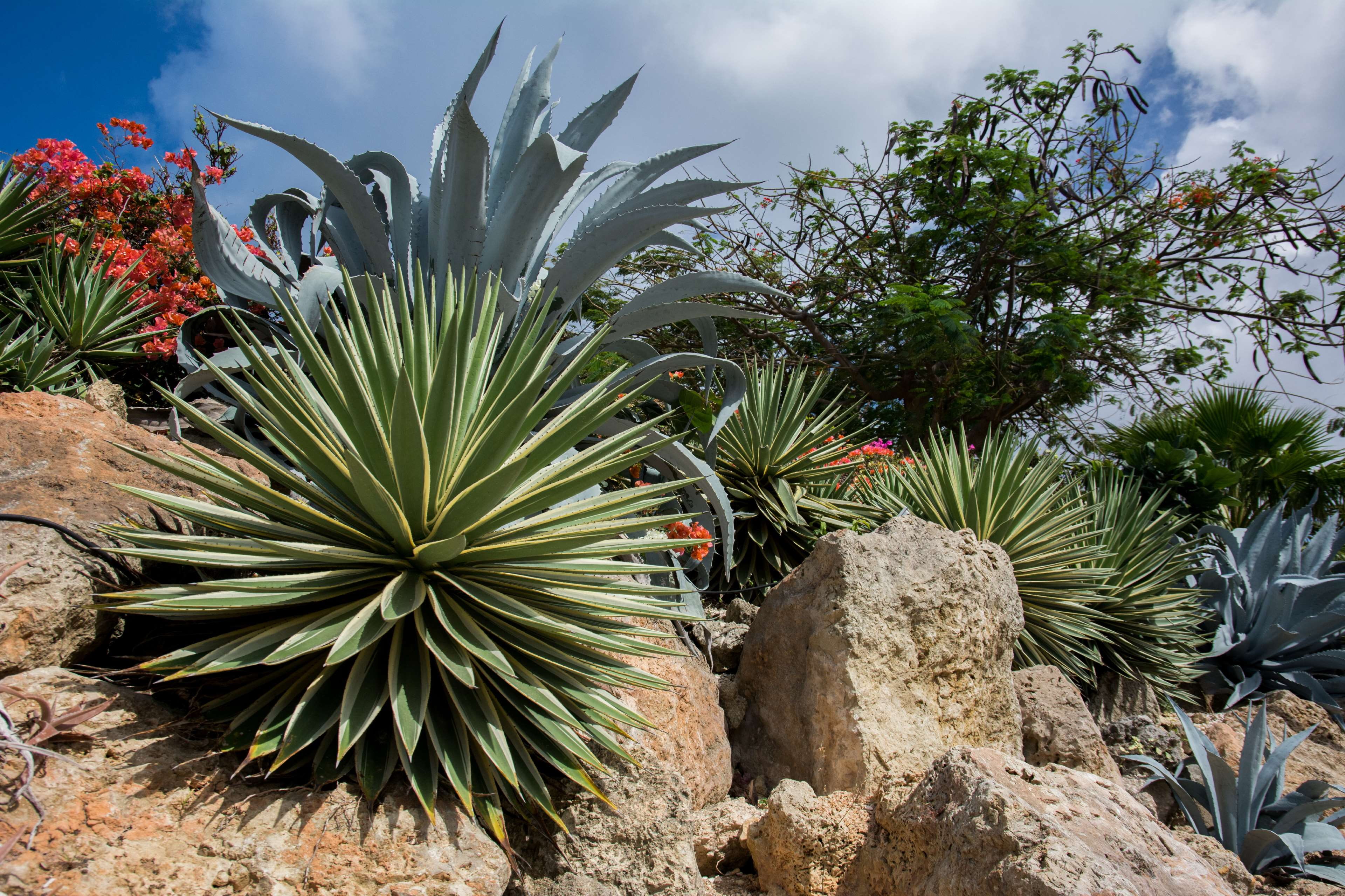no people, agave, land, succulent plant, beauty in nature, solid, tree, rock - object, field, 4K, sky, rock, day, desert, outdoors, tropical climate, cloud - sky, HD Wallpaper