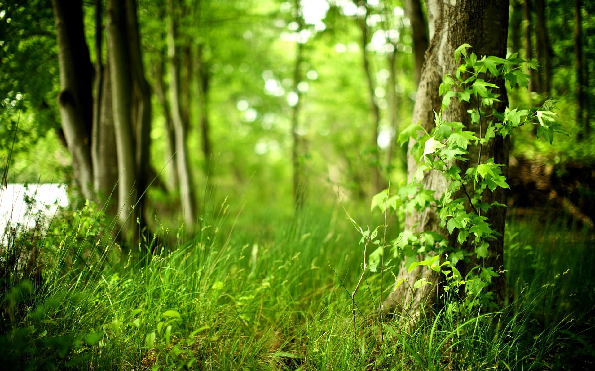 corner, scenary, nature, grass, flower, 1080P, green, HD Wallpaper
