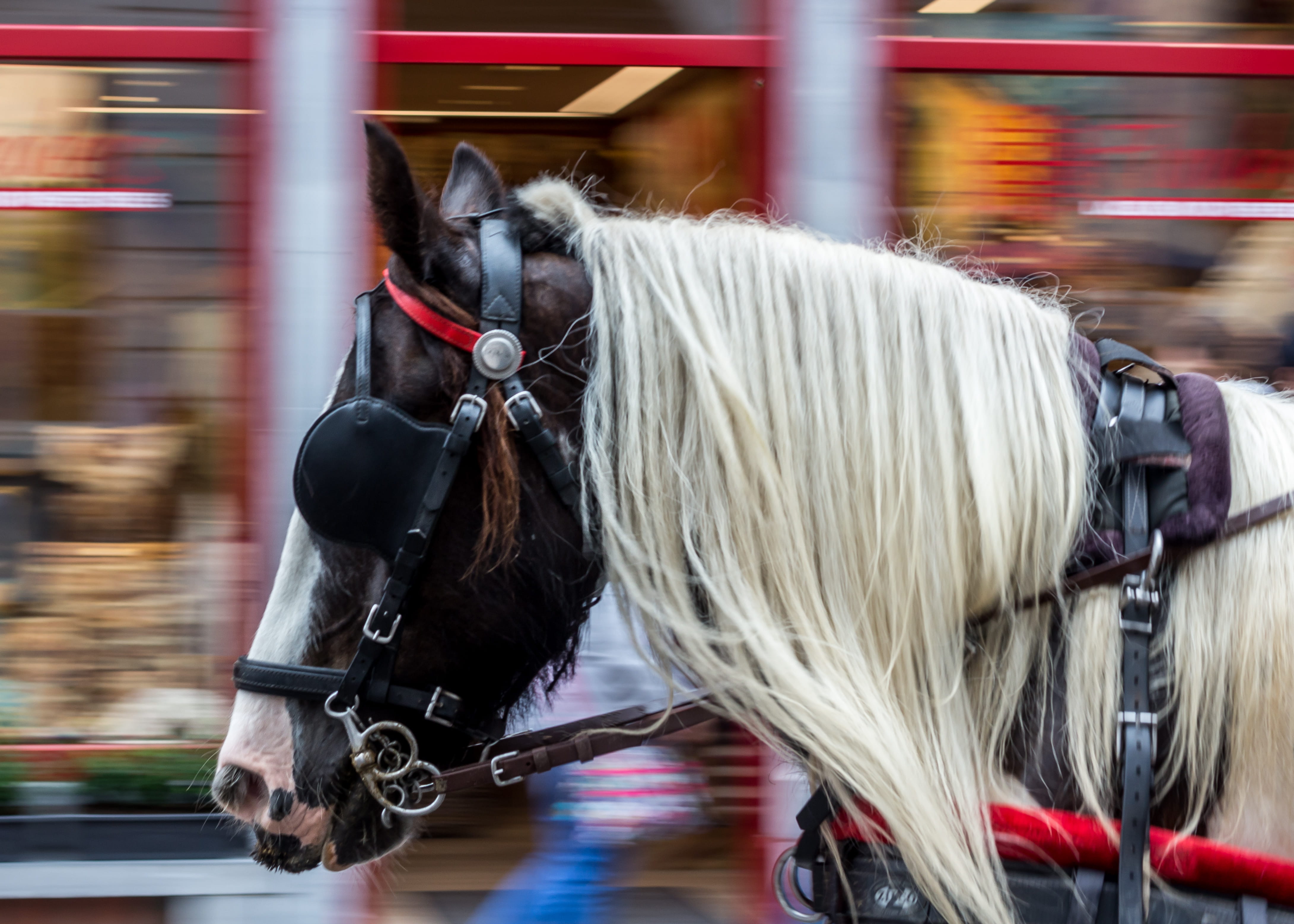 domestic, animal wildlife, animal themes, working animal, panning in europe, vertebrate, contrast, canon, mode of transportation, blurred motion, herbivorous, HD Wallpaper