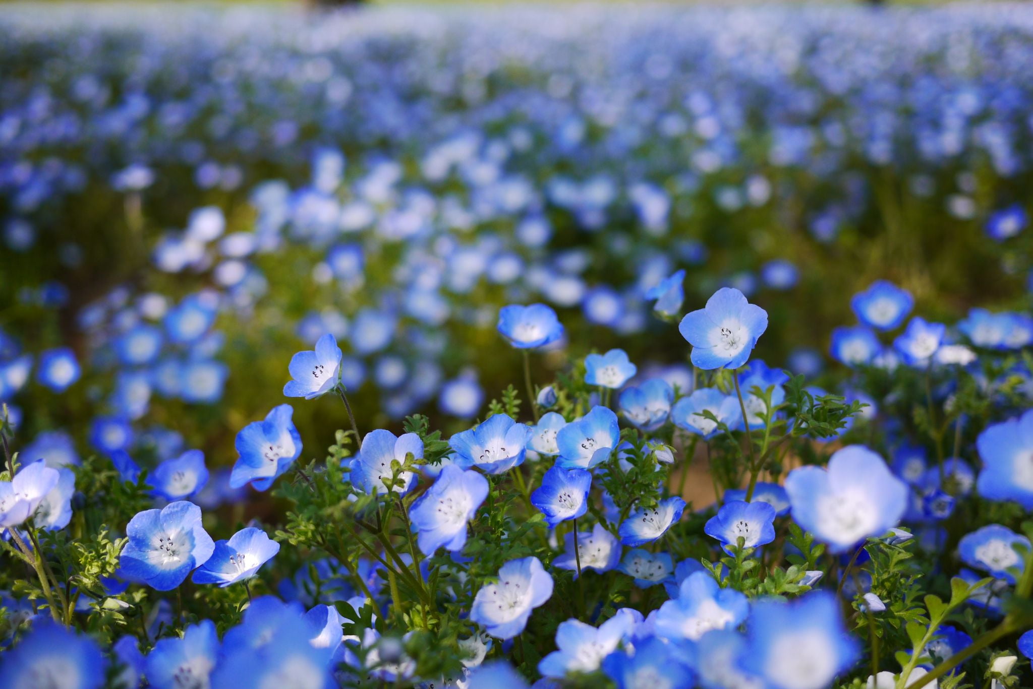 close-up, flower, petal, day, fragility, blue, blur, eyes, plant, focus on foreground, flowering plant, growth, inflorescence, 1080P, field, vulnerability, HD Wallpaper