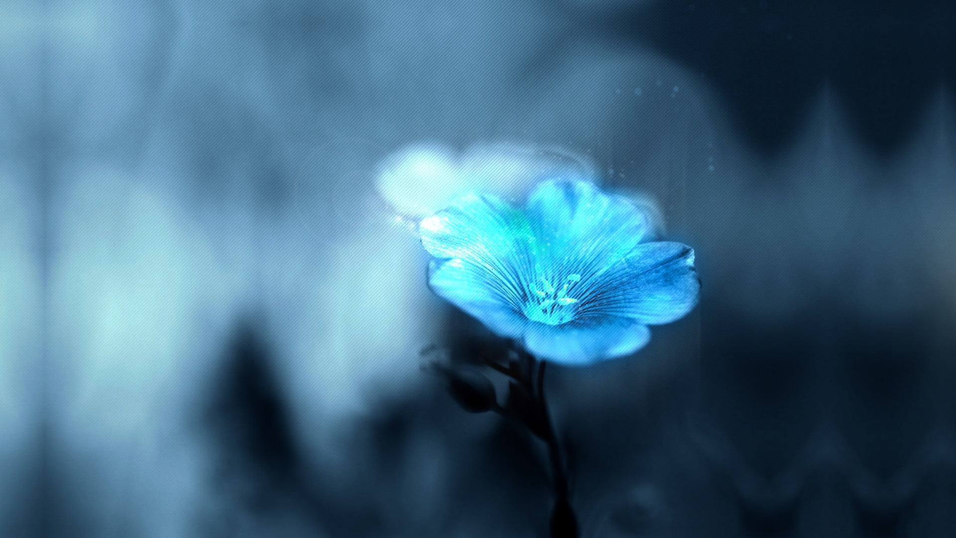 1080P, sea life, plants, petaled, vertebrate, aquarium, illustration, blue, underwater, animals in the wild, animal wildlife, sea, undersea, flower, outdoors, HD Wallpaper