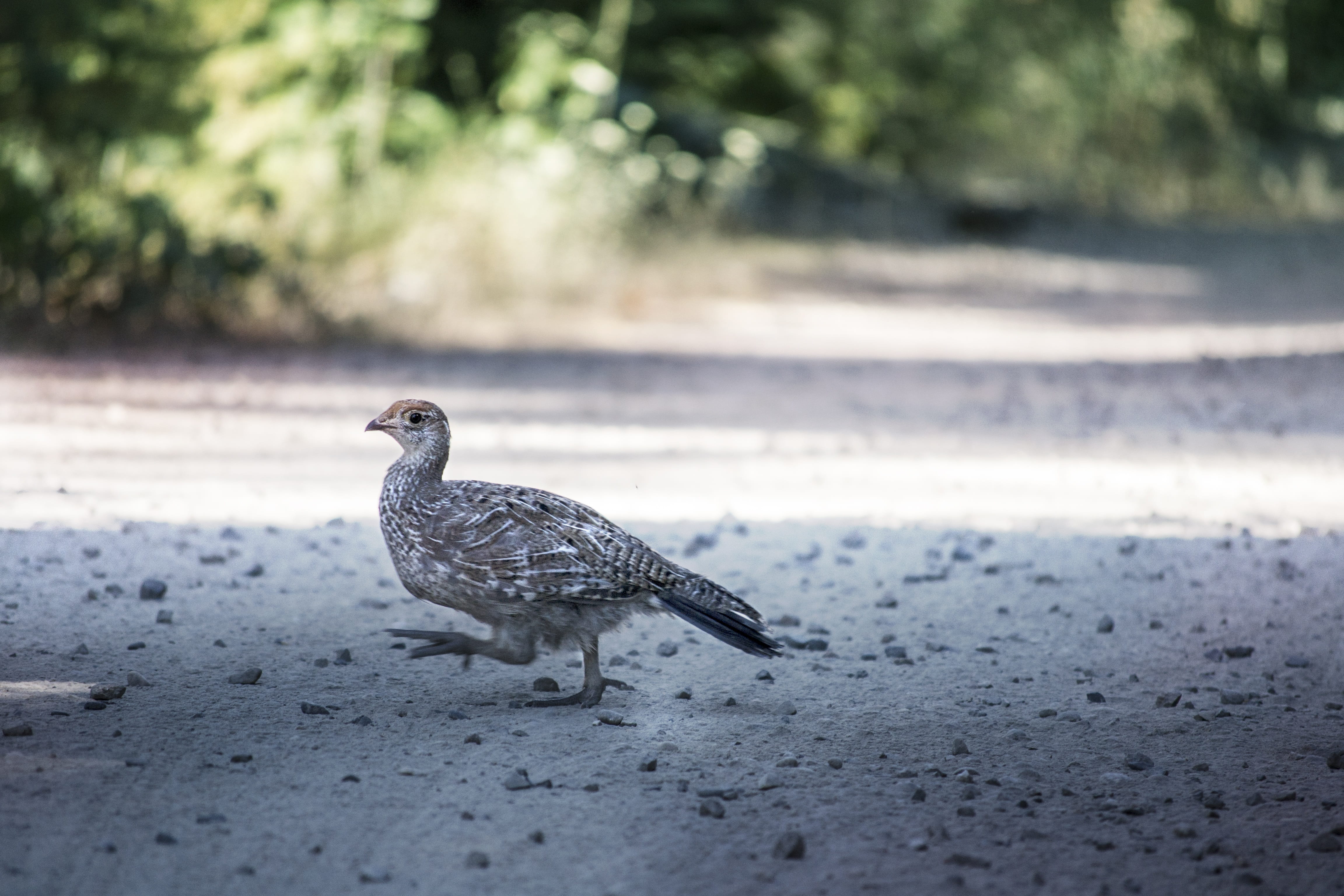 road, sooty, branch, city, tree, decoy, why, environment, day, myra, okanagan, hunting, background, gamefowl, nature, one animal, game, landscape, wildlife, HD Wallpaper