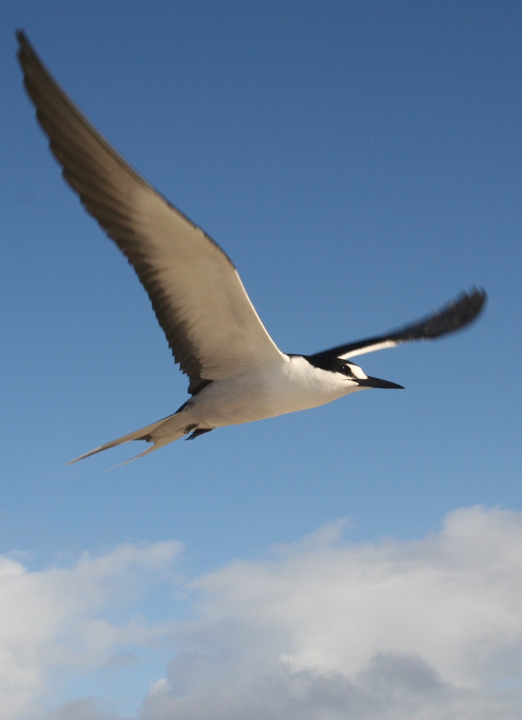 no people, Sooty Tern, animal themes, Schwalbe, 1080P, sterna fuscata, bill, outdoors, animal, low angle view, animals in the wild, animal wildlife, seagull, Phone HD Wallpaper