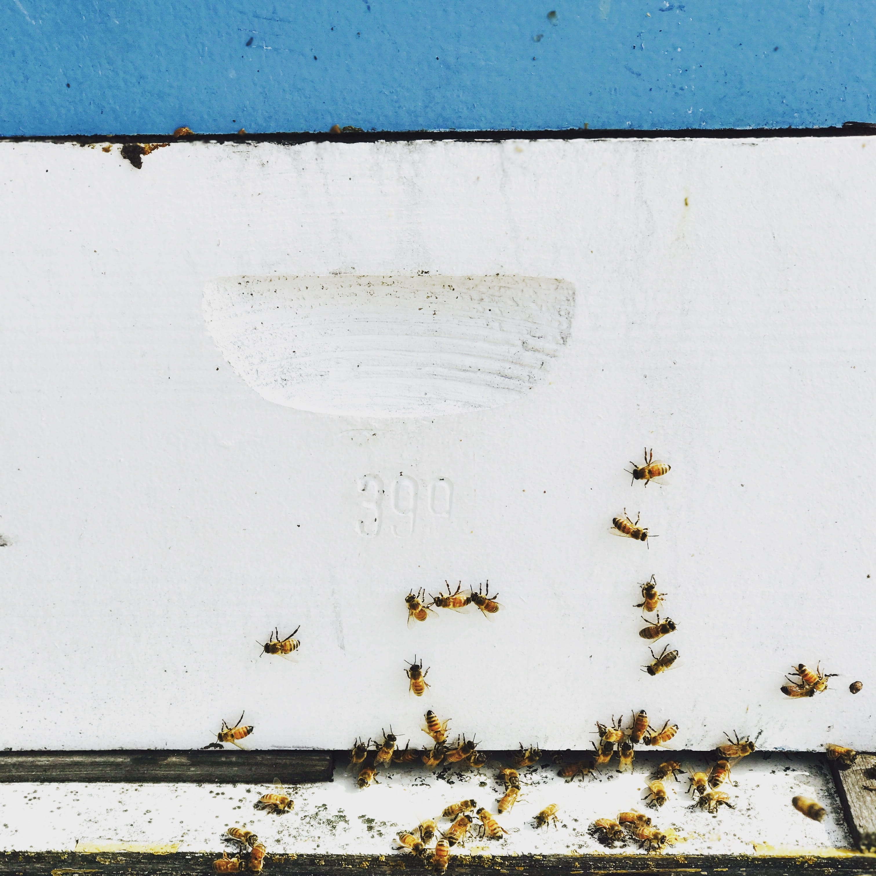 backgrounds, day, desktop, dirty, wear, western script, no people, building exterior, outdoors, nature, honey, wood - material, sooty, pattern, bees, white color, Phone HD Wallpaper