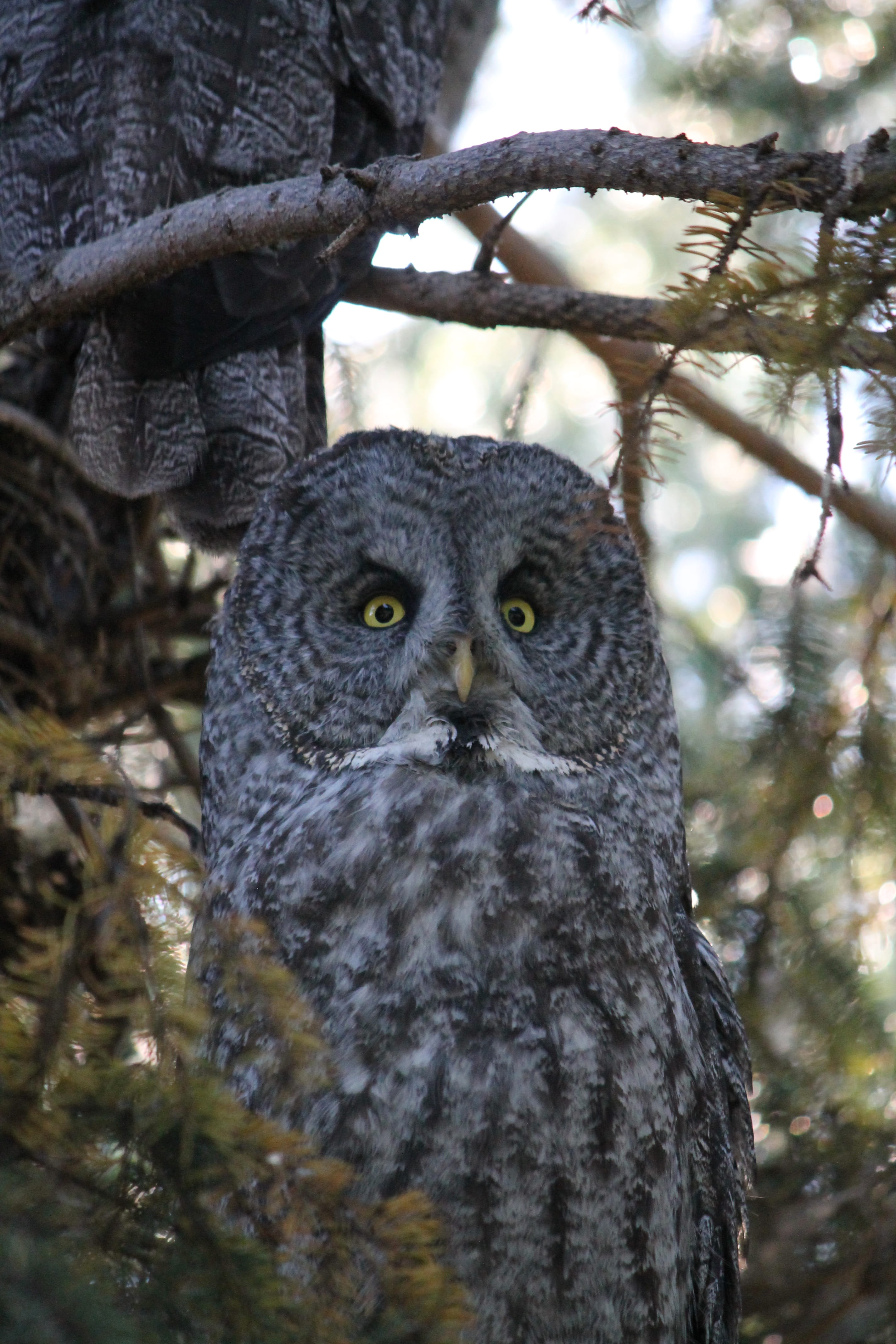 day, bearded owl, animals in the wild, plant, nebulosa, and sooty owl, one animal, Great Gray Owl, phantom, wildlife, lapland owl, cinereous, bird, animal themes, Phone HD Wallpaper