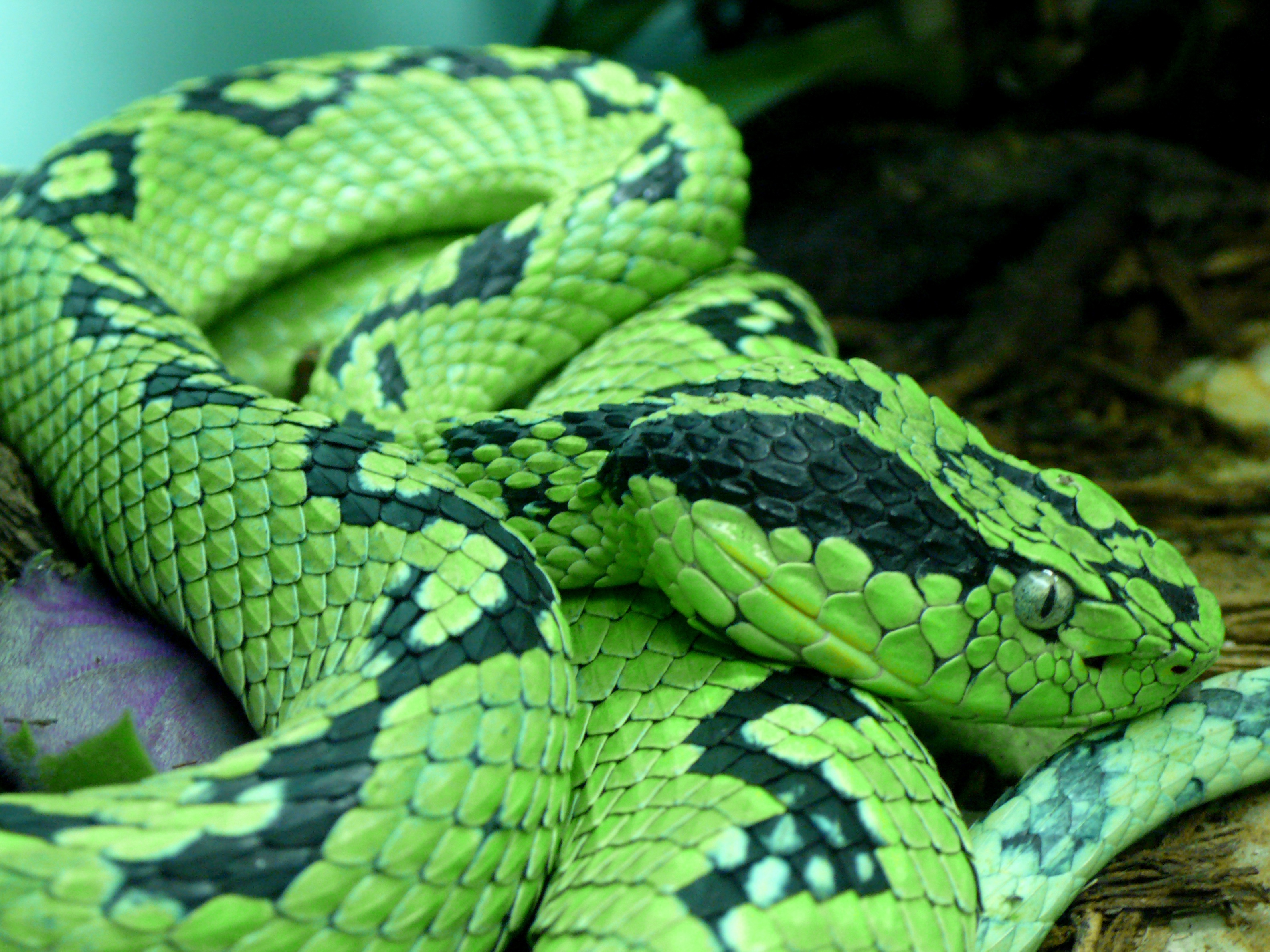 animal wildlife, danger, tropical rainforest, zoo, animal head, reptile, sign, no people, one animal, animals in the wild, animal themes, yellow blotched palm pitviper, HD Wallpaper