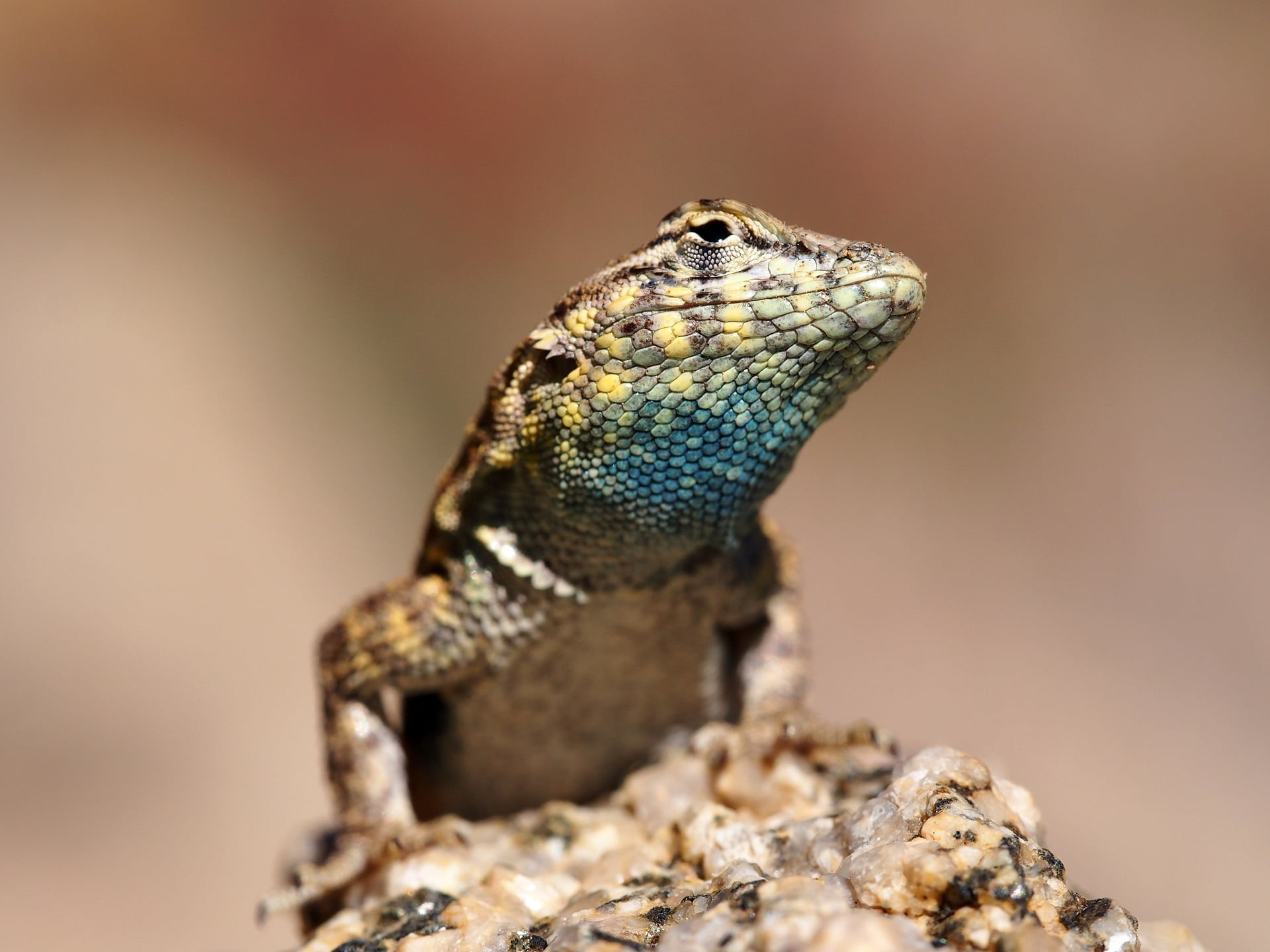 head, iguana, reptile, solid, vertebrate, nature, 1080P, day, animal head, close-up, no people, wildlife, side blotched lizard, desert, portrait, rock - object, HD Wallpaper