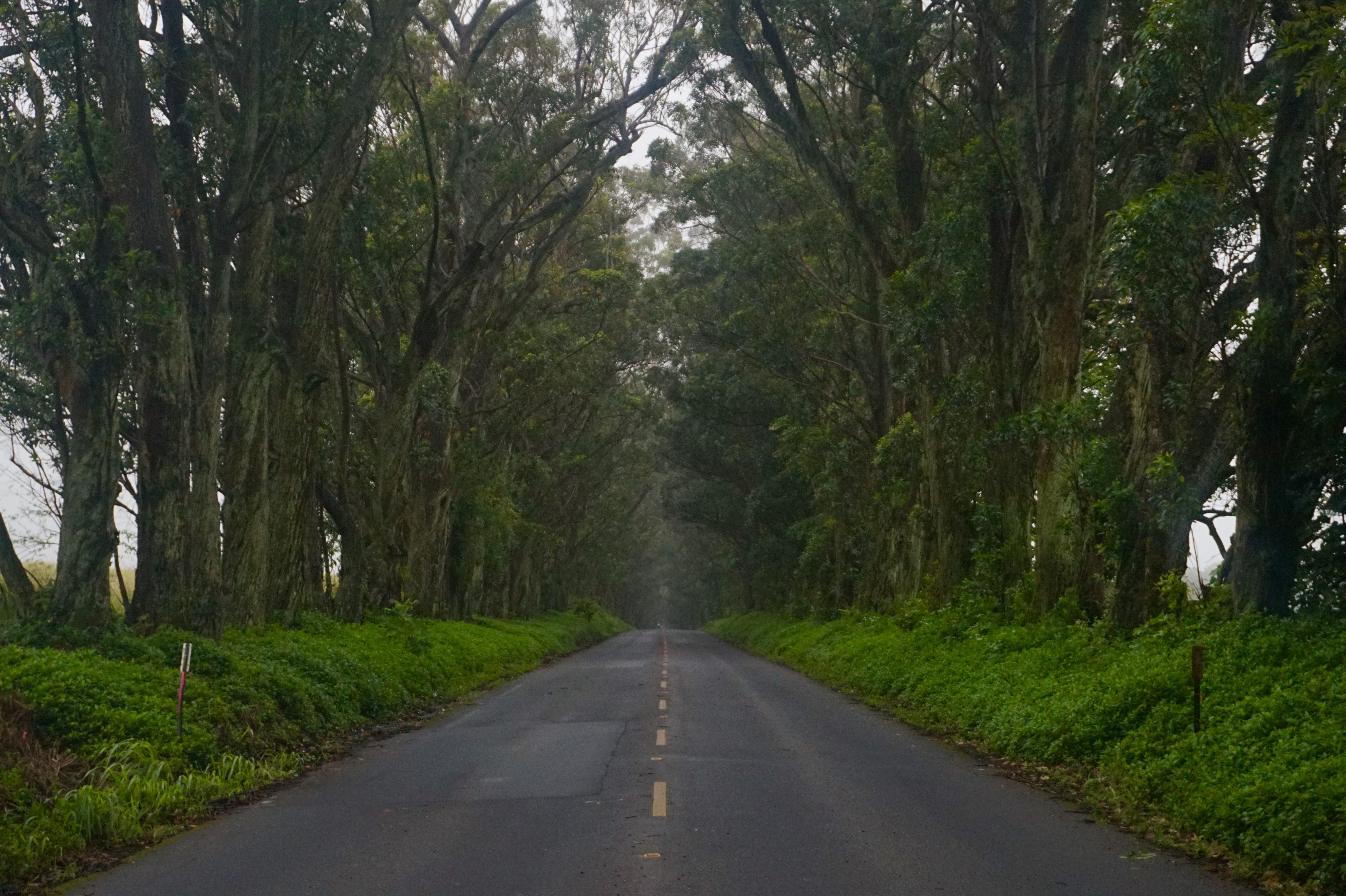diminishing perspective, trunk, forest, no people, empty road, united states, growth, tranquility, plant, tree, the way forward, outdoors, green color, HD Wallpaper