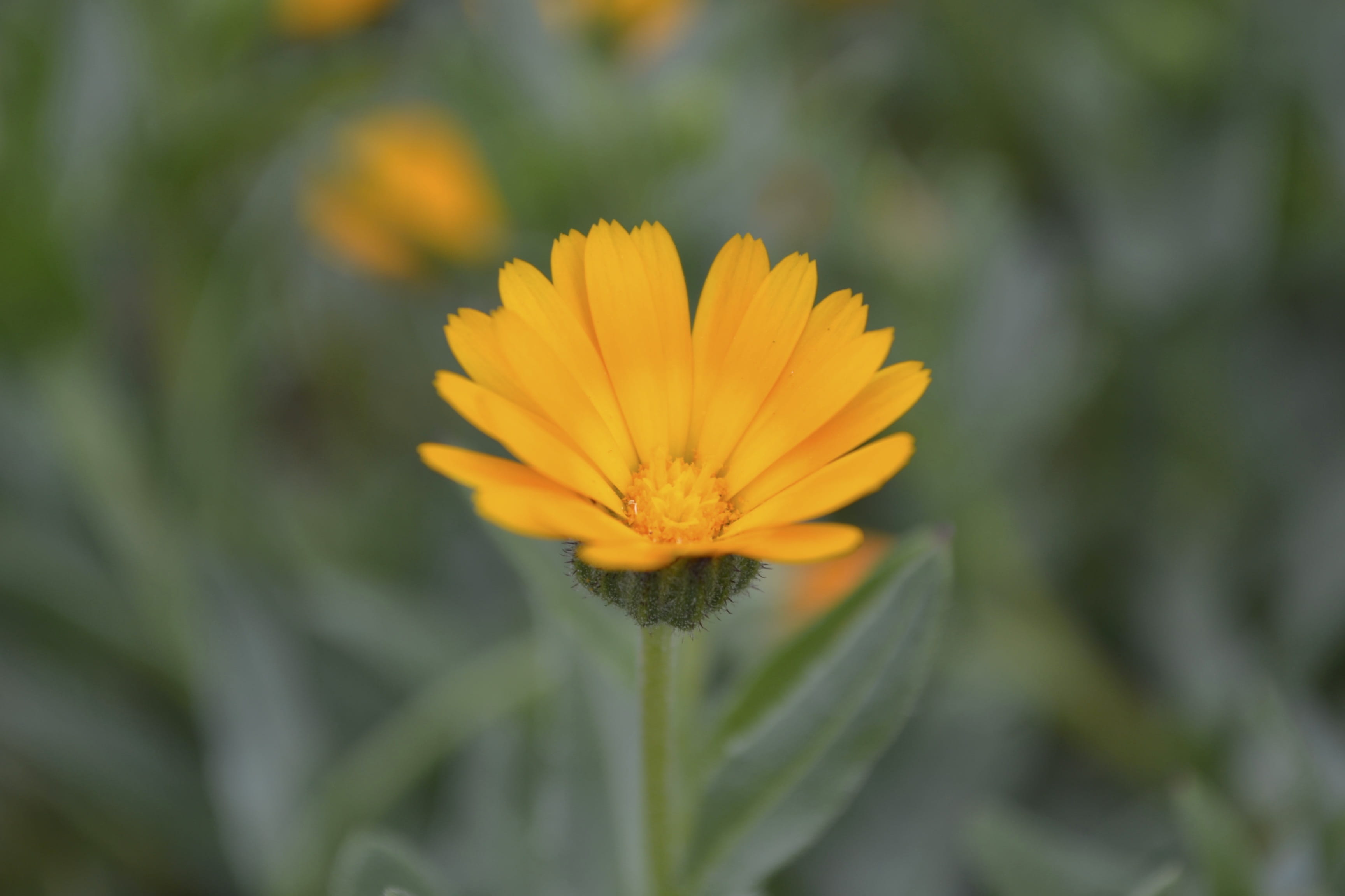 flowering plant, beauty in nature, 2K, outdoors, selective focus, focus on foreground, pollen, flowers, inflorescence, natural, ochre, flower head, vulnerability, HD Wallpaper