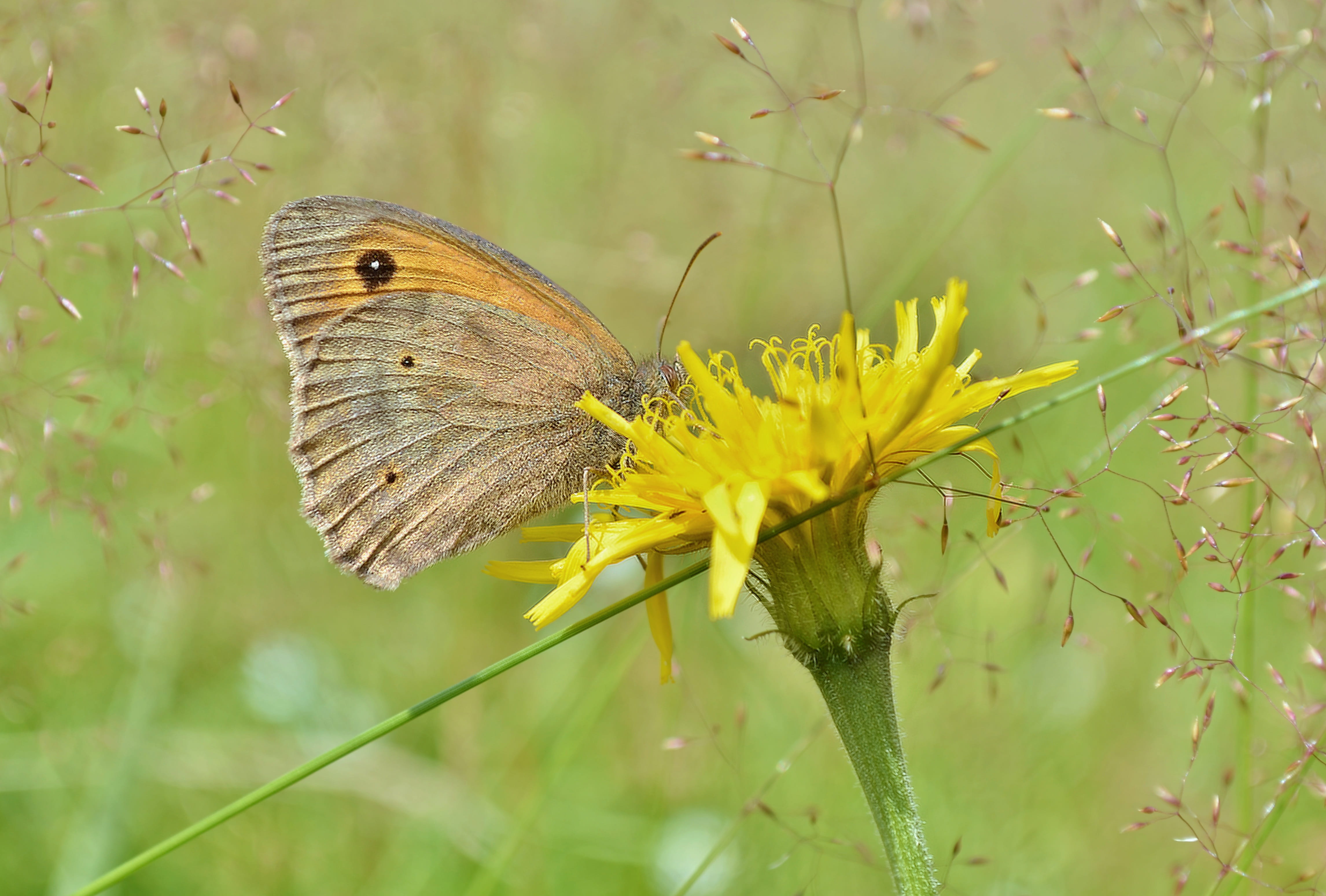 nature, dandelion, one animal, butterfly, macro, grass, insect, orange, pollination, beauty in nature, flower, vulnerability, animal, yellow, outdoors, HD Wallpaper