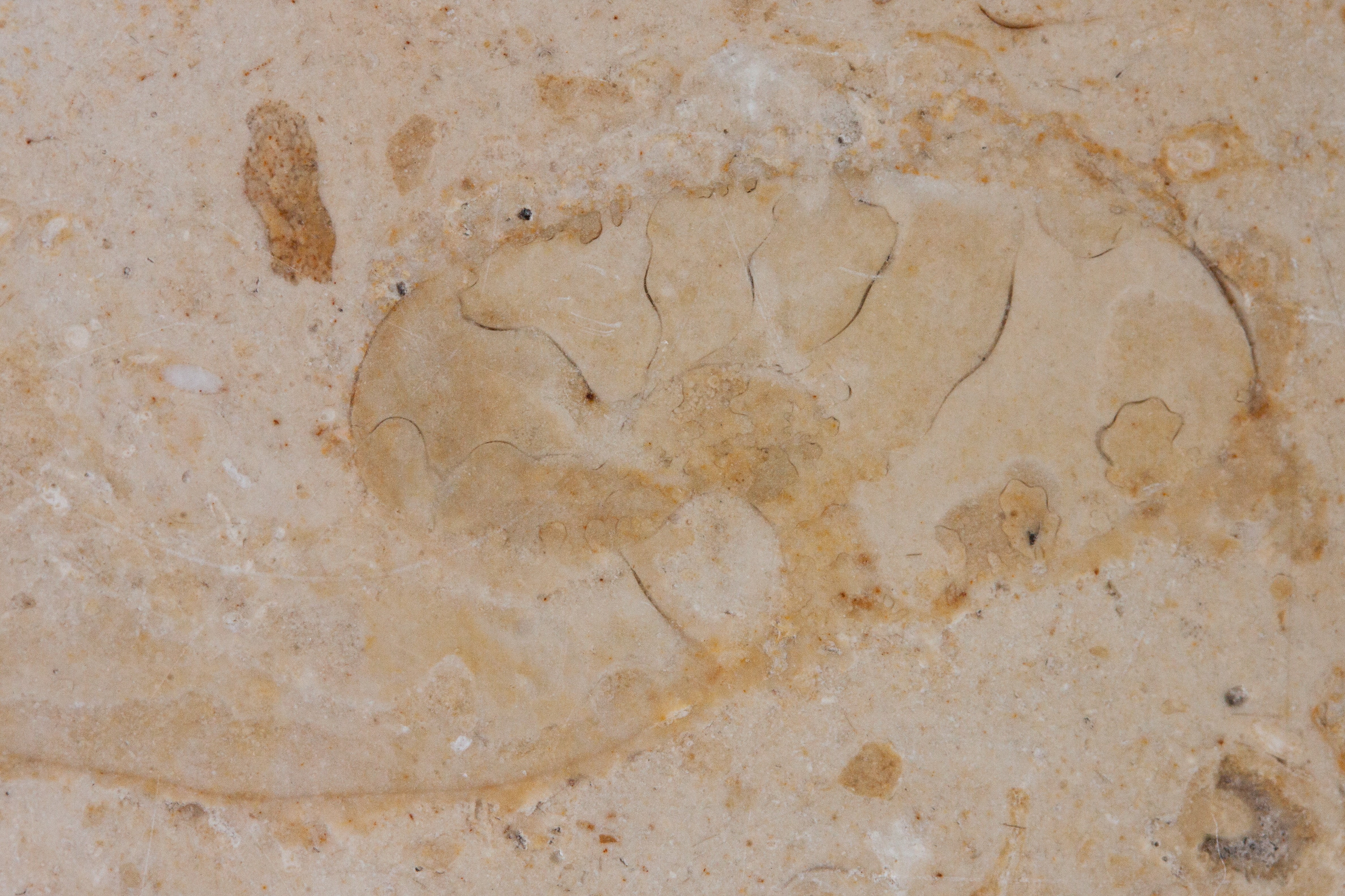 beige, nature, full frame, upper jurassic, day, macro, no people, wall - building feature, textured, fossil, architecture, sea, outdoors, background, cracked, HD Wallpaper