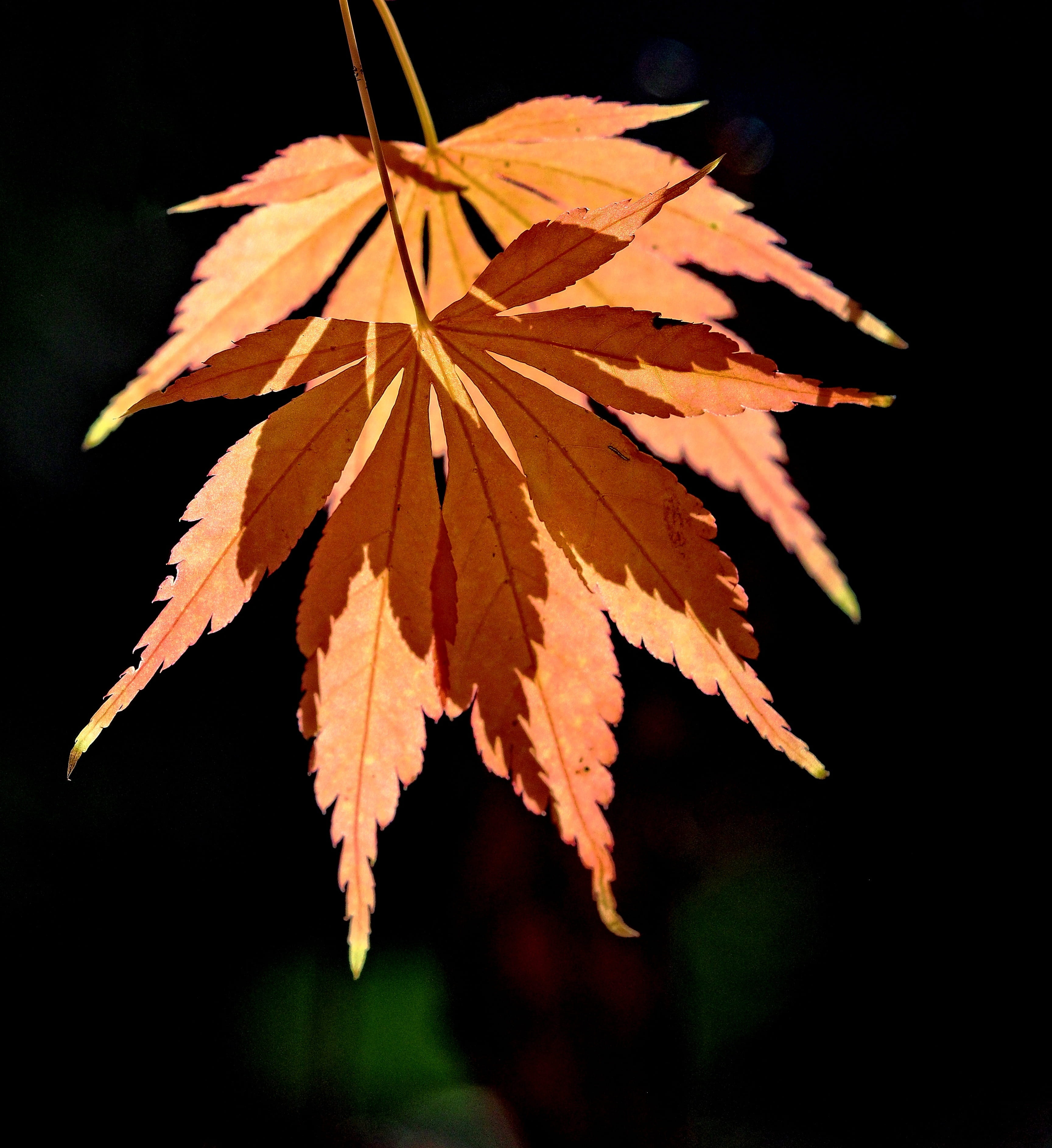 natural condition, Fall, growth, decay, ochre, Leaves, forest, no people, fall, overlap, 2K, Autumn, close-up, tree, pattern, beauty in nature, maple leaf, Phone HD Wallpaper