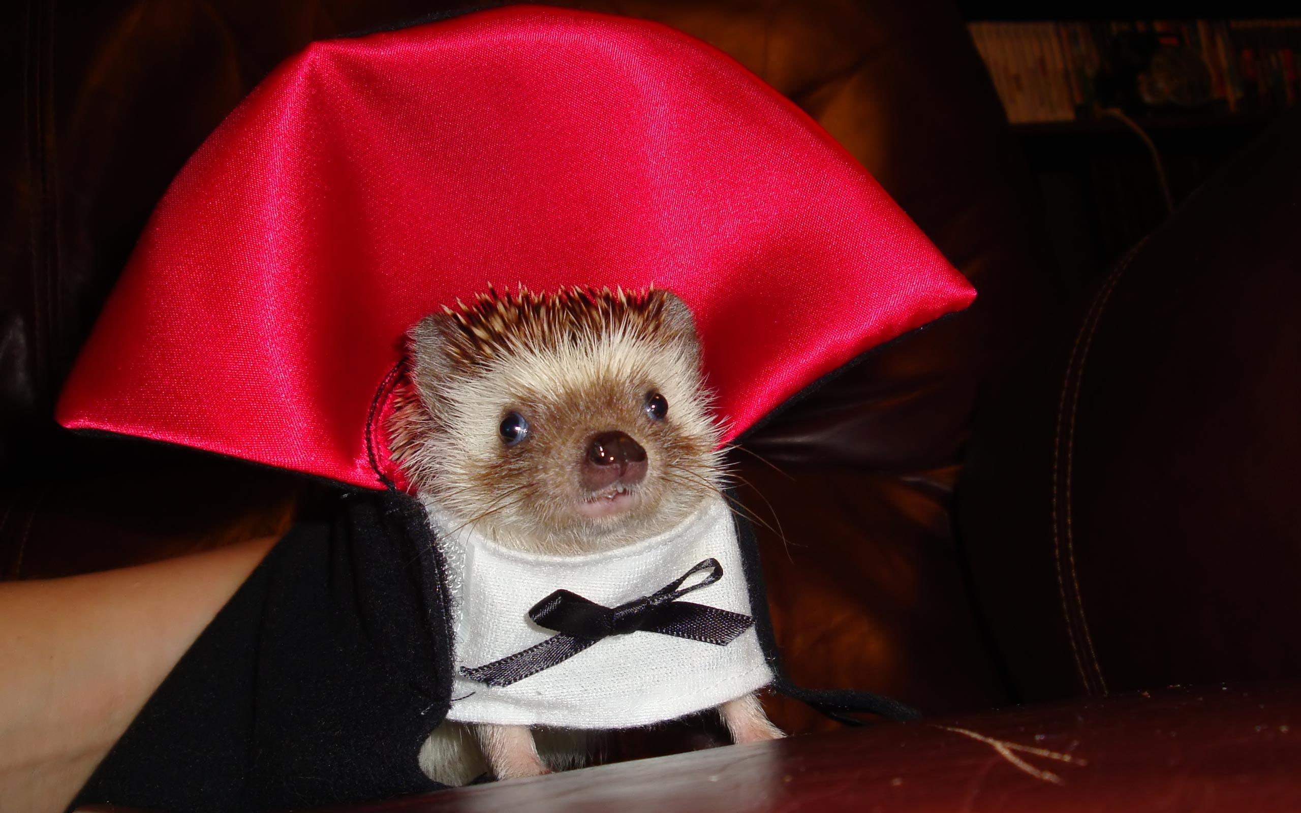 count, cute, 2K, funny, others, dracula, animals, humor, HD Wallpaper