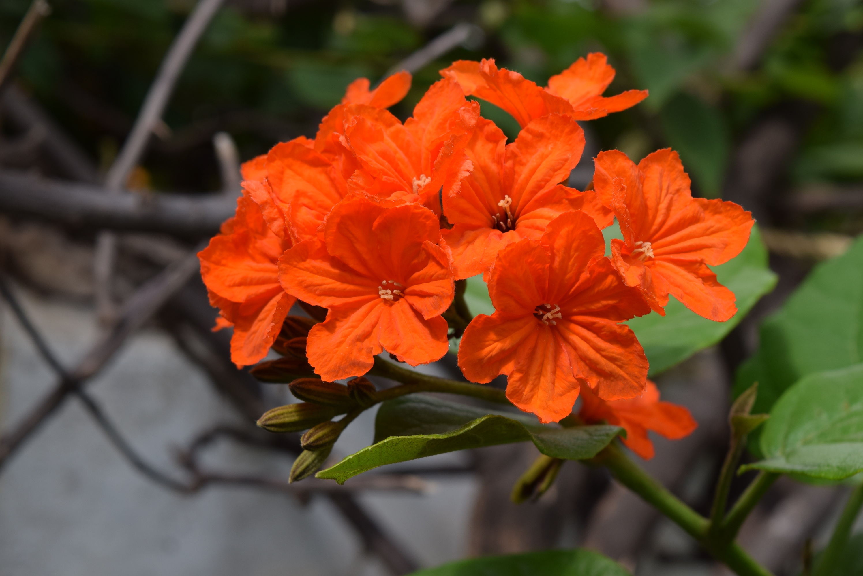geiger-tree, cordia sebestena, day, petal, flowering plant, vulnerability, selective focus, growth, outdoors, 2K, nature, orange, plant part, flower, fragility, HD Wallpaper