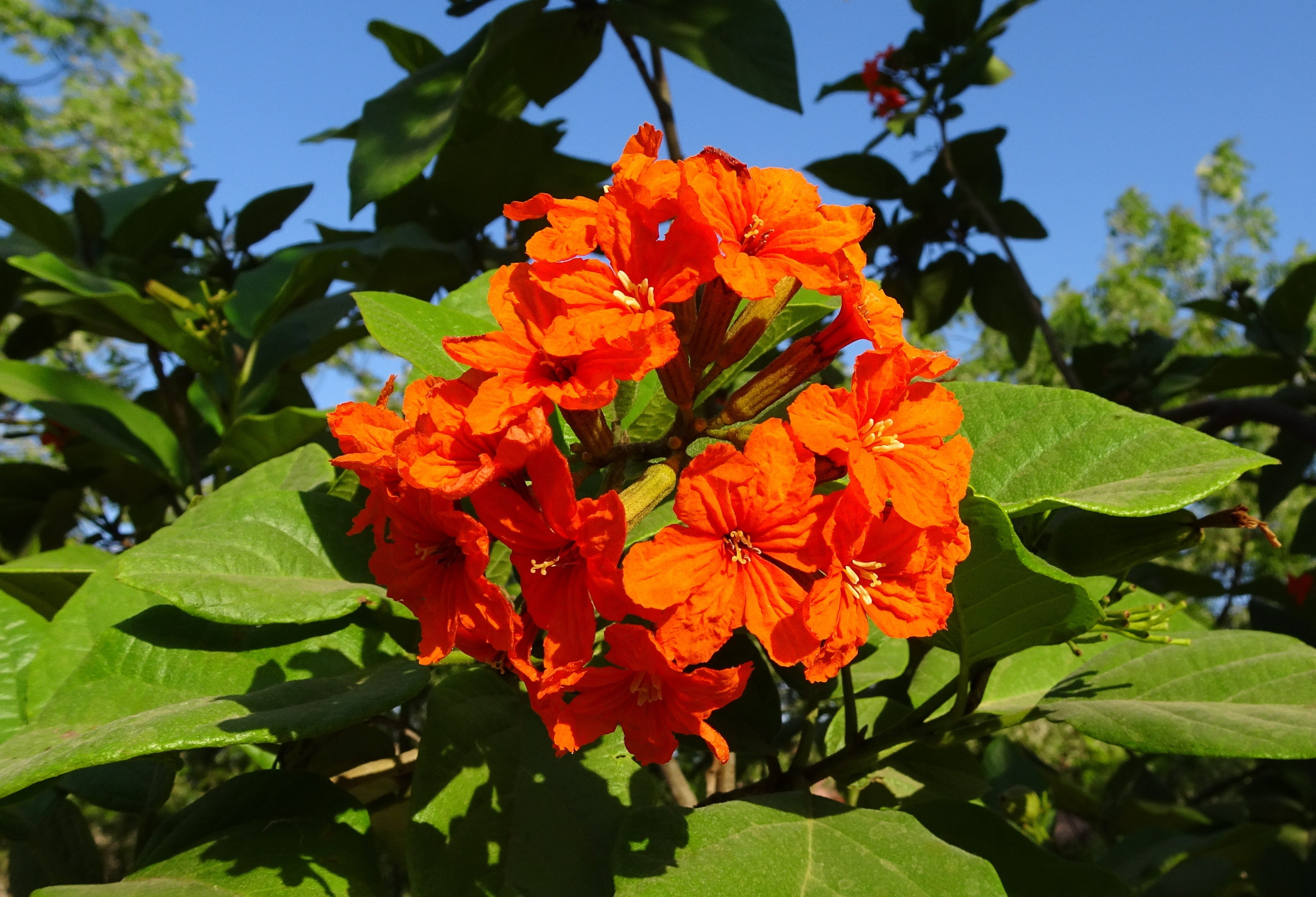 Scarlet, raktarag, freshness, boraginaceae, blooming, Cordia, bunch, geiger tree, leaf, bloom, blossom, 2K, scarlet cordia, pollen, day, green color, focus on foreground, HD Wallpaper