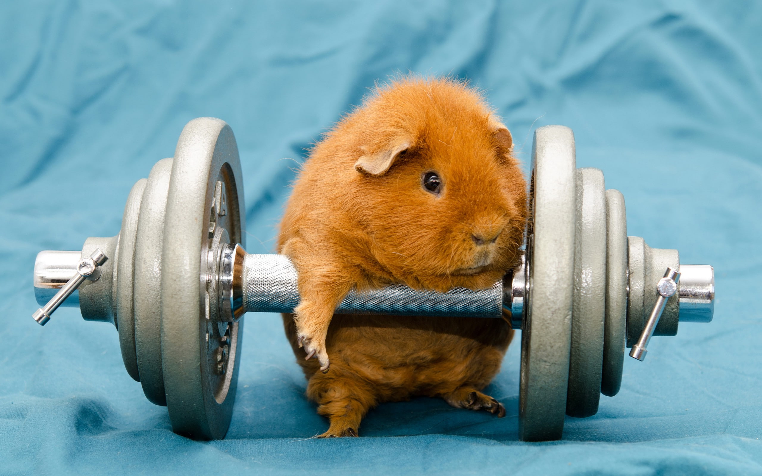 animal themes, domestic animals, Guinea Pigs, indoors, vertebrate, pets, 2K, exercise equipment, humor, no people, animal, Dumbbells, toy, brown, close-up, HD Wallpaper