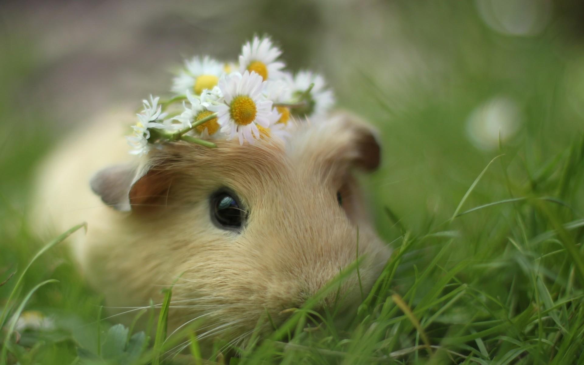 hamster, rodent, pig, daisy, 1080P, petal, grass, animals, beige, guinea, cluster, white, guinea pig, garland, flowers, HD Wallpaper