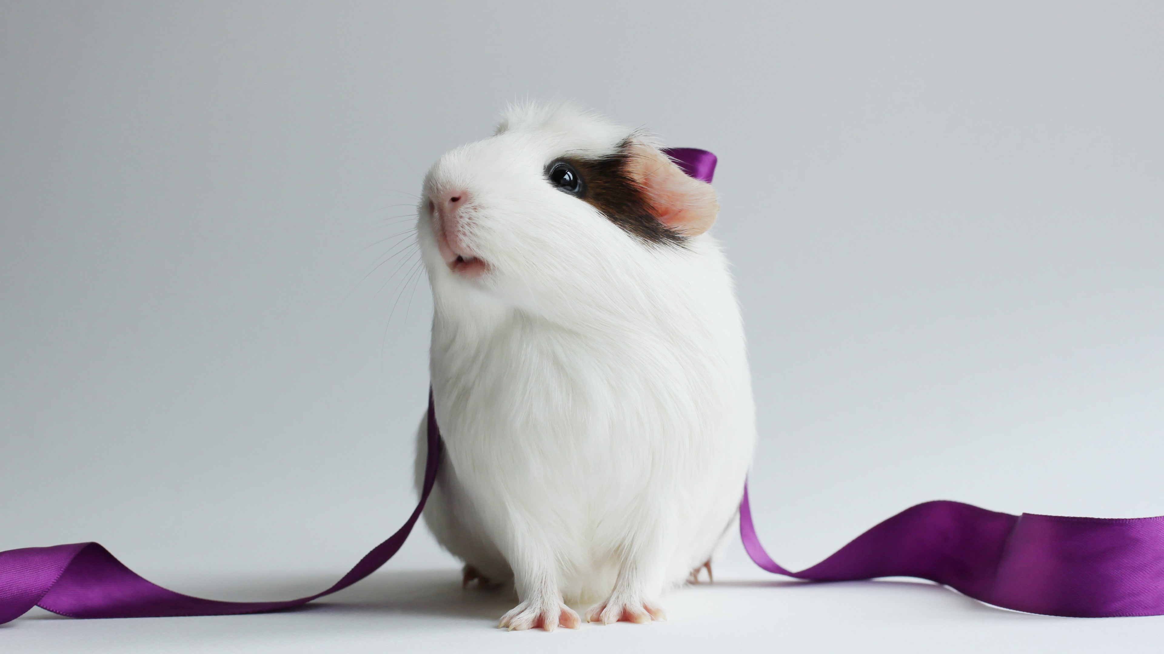 white, hamster, Lovely, 4K, Pig, black, Pet, Guinea, HD Wallpaper
