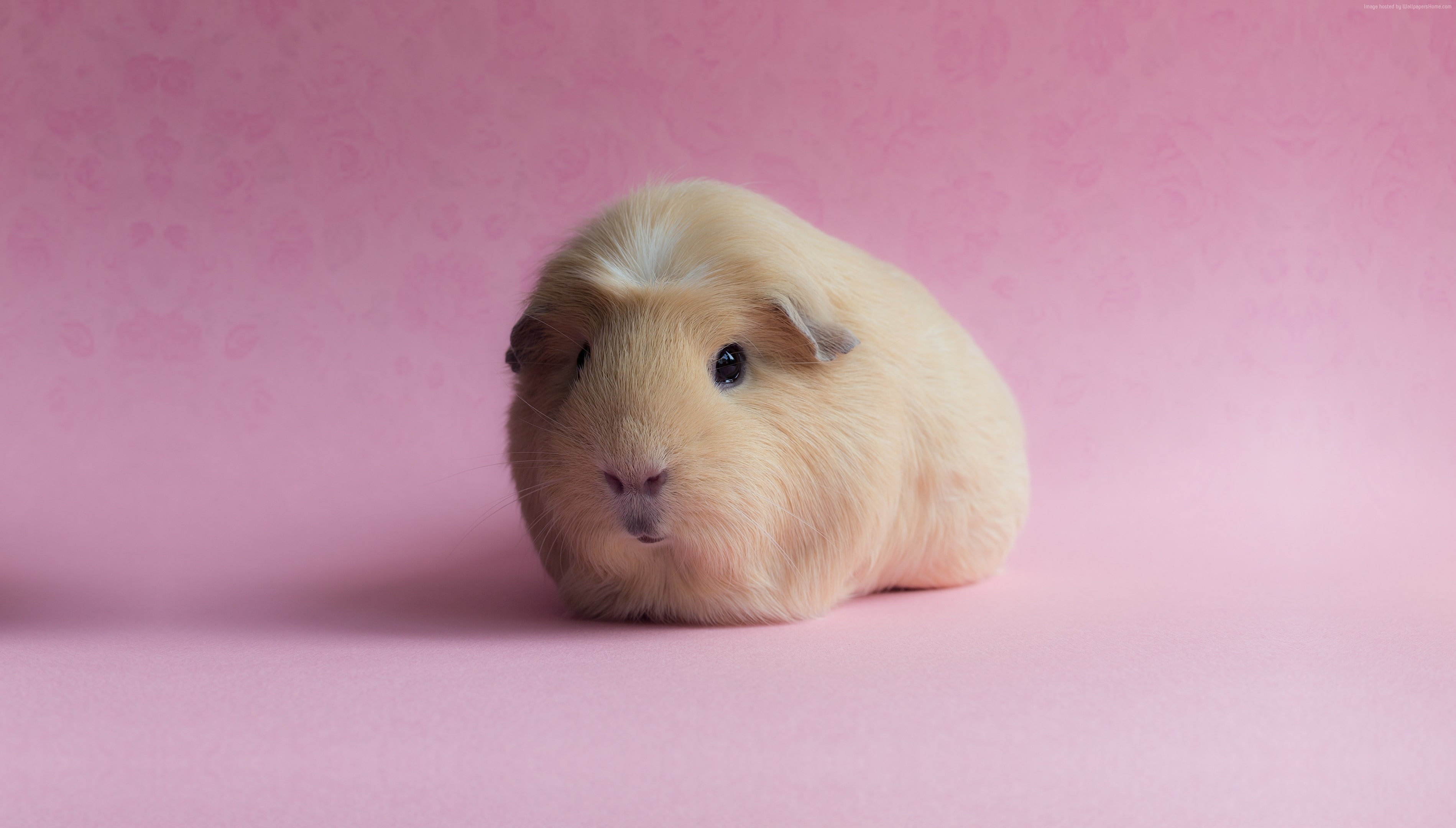 2K, pink, Guinea Pig, funny animals, HD Wallpaper