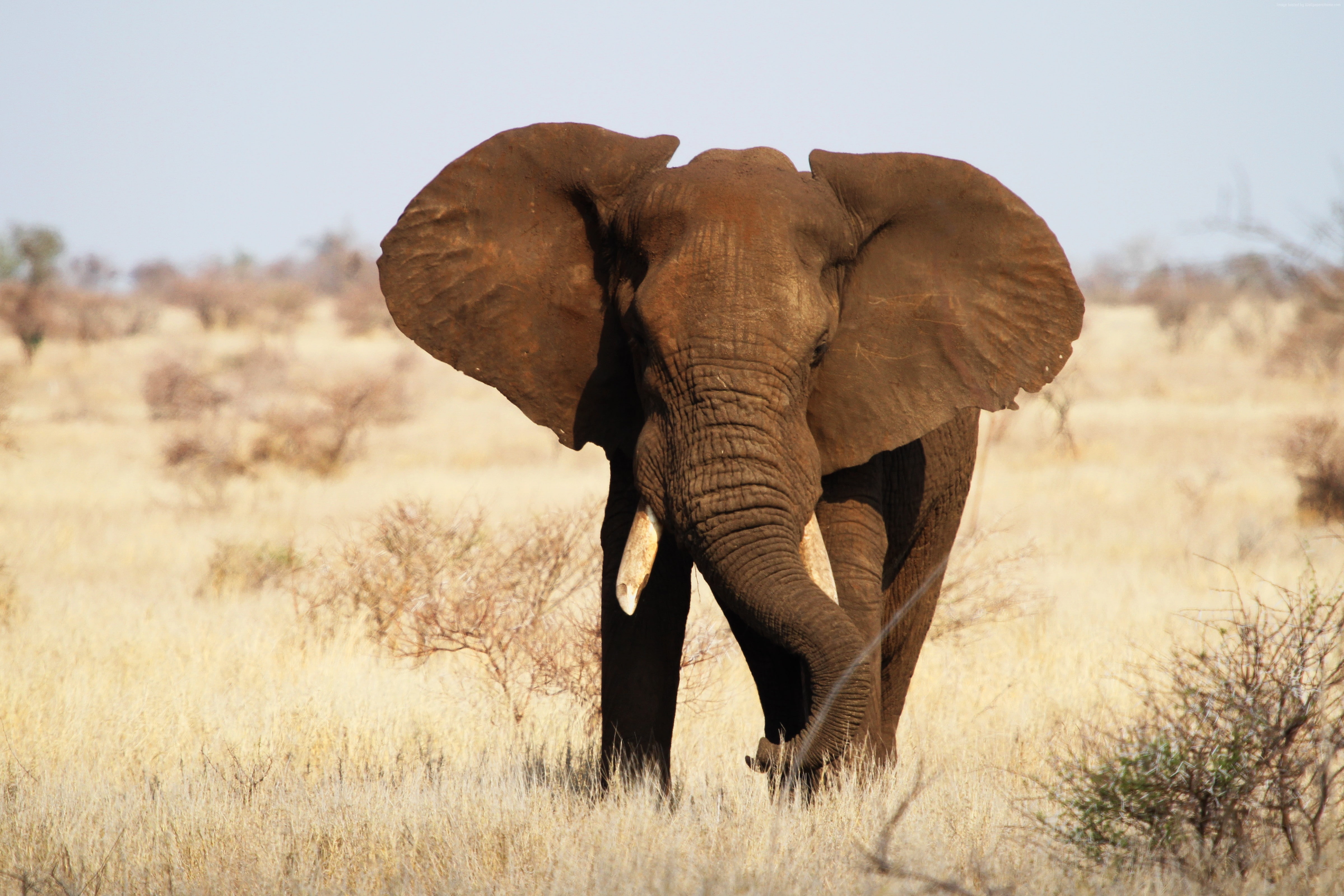 wildlife, Kruger National Park, Elephant, Africa, 4K, HD Wallpaper