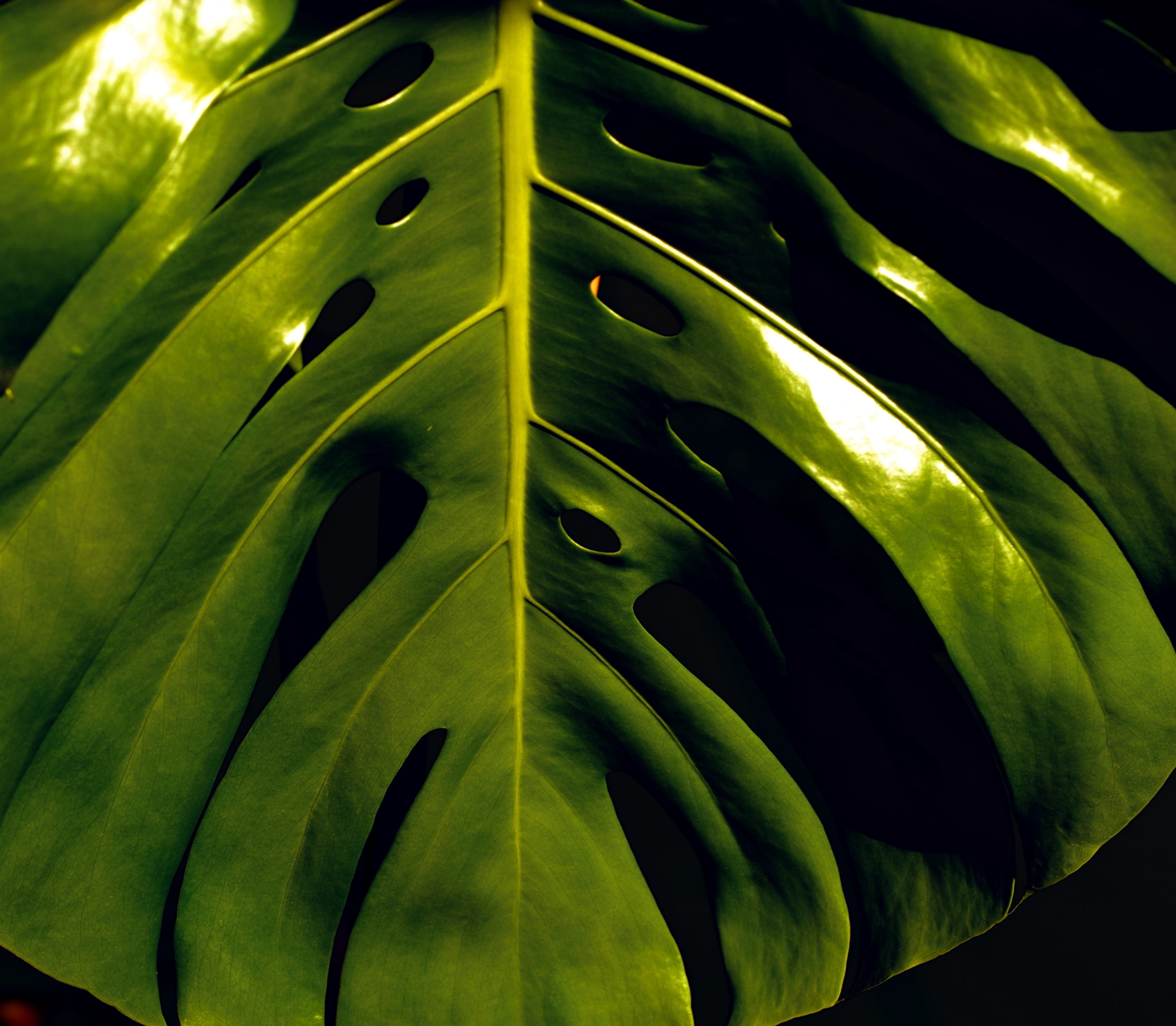 natural pattern, 2K, leaf, no people, plant part, food, philodendron, close-up, freshness, sheet, backgrounds, food and drink, growth, beauty in nature, HD Wallpaper