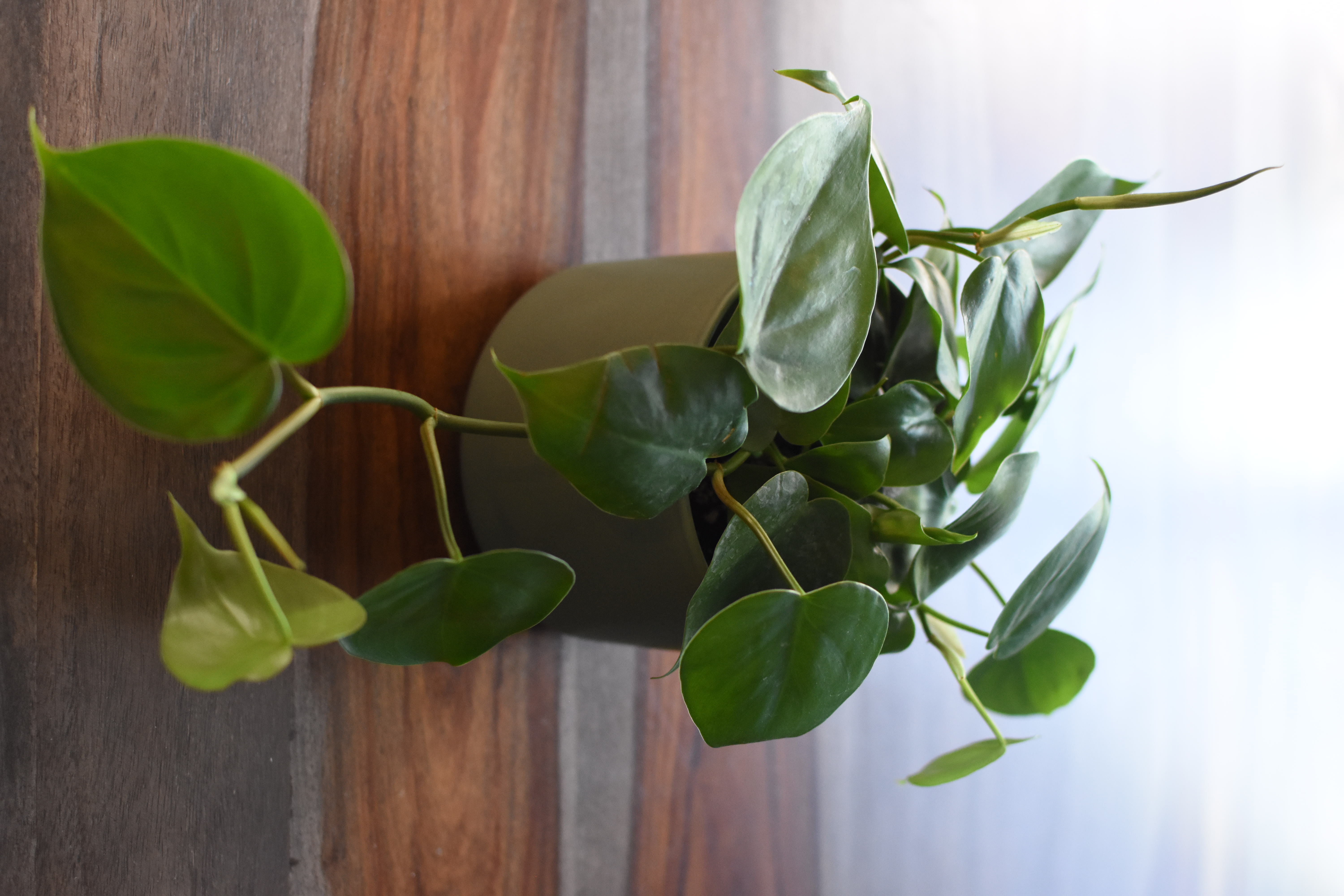 fragility, houseplants, day, nature, growth, focus on foreground, leaves, vulnerability, plants, leaf, close-up, philodendron, flowering plant, no people, HD Wallpaper