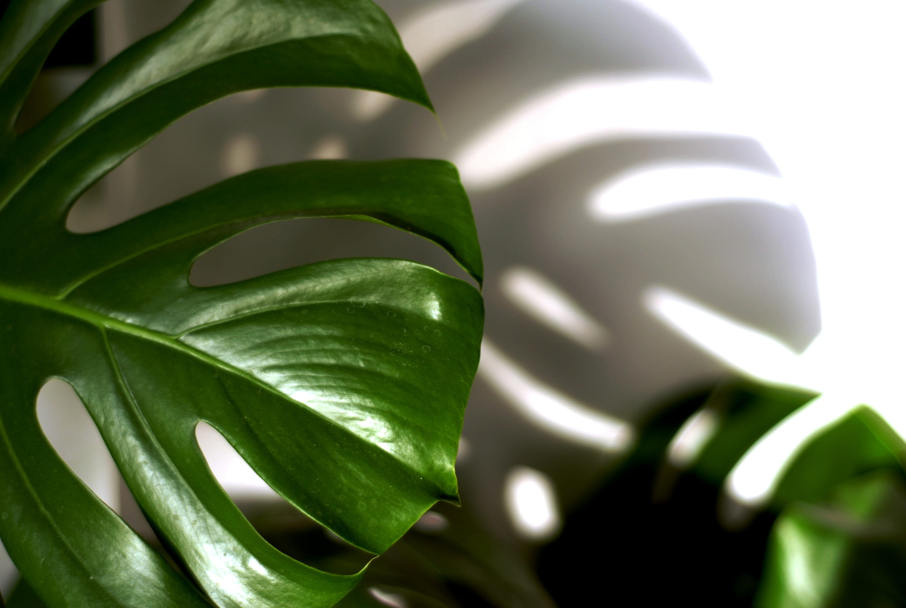 outdoors, nature, no people, growth, backgrounds, close-up, abstract, food, 2K, shiny, sheet, vegetable, pattern, studio shot, abstract backgrounds, freshness, HD Wallpaper