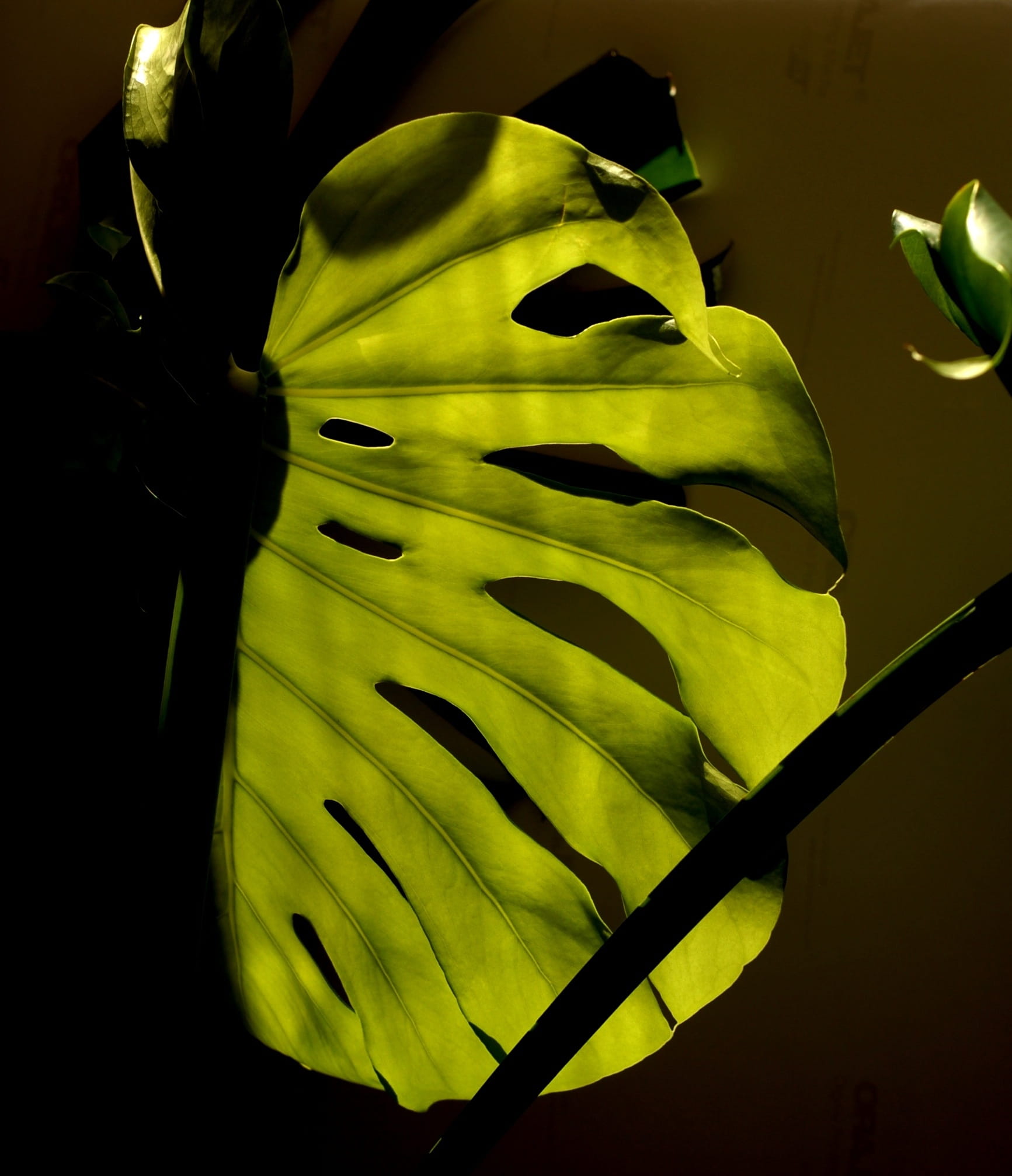 fragility, sepal, no people, flowering plant, philodendron, freshness, leaf, 1080P, plant stem, beauty in nature, flower, plant part, petal, vulnerability, Phone HD Wallpaper