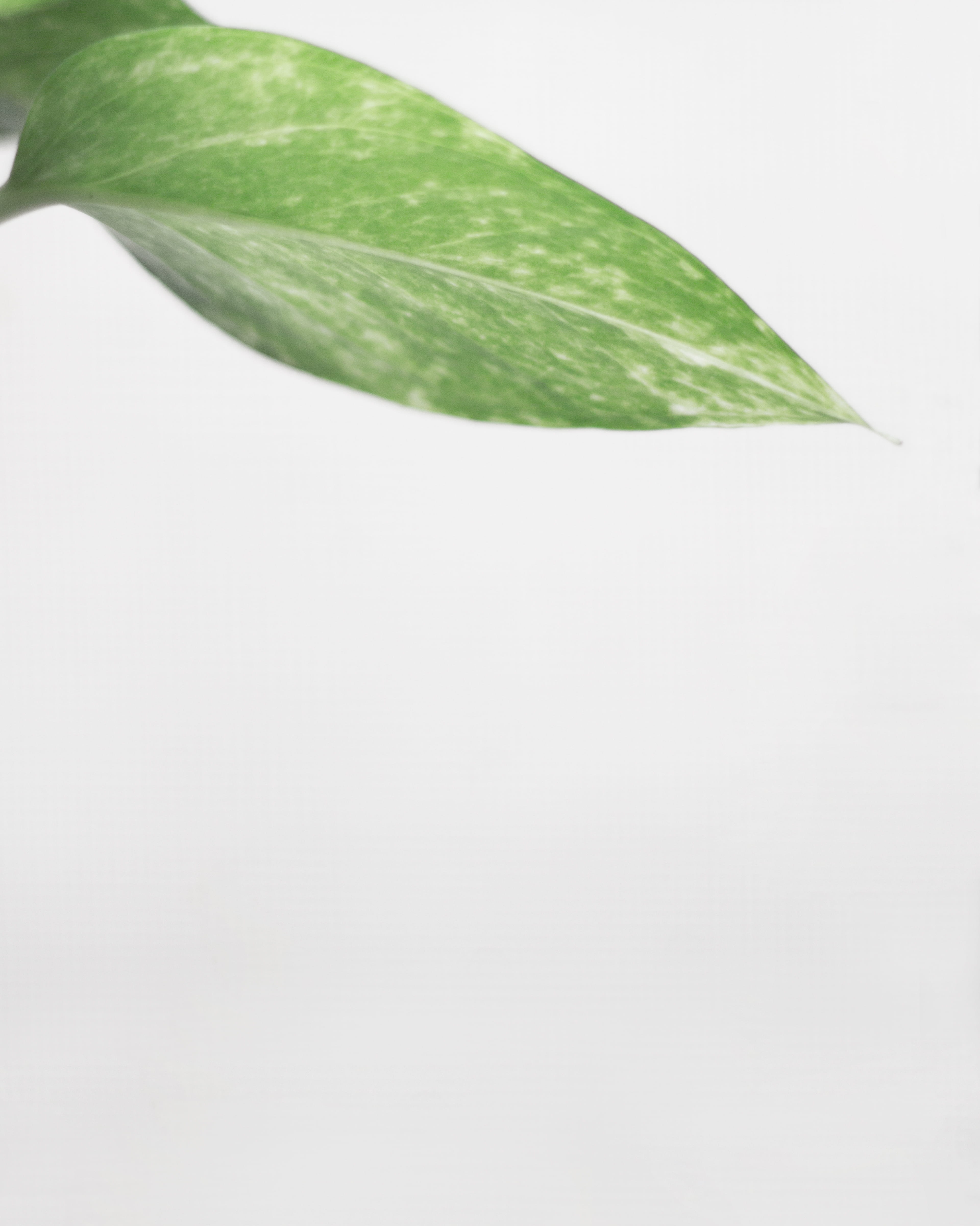 beauty in nature, wellbeing, no people, white background, cut out, houseplant, indoors, freshness, herb, leaf, Philodendron, leaves, plant, water, medicine, Phone HD Wallpaper