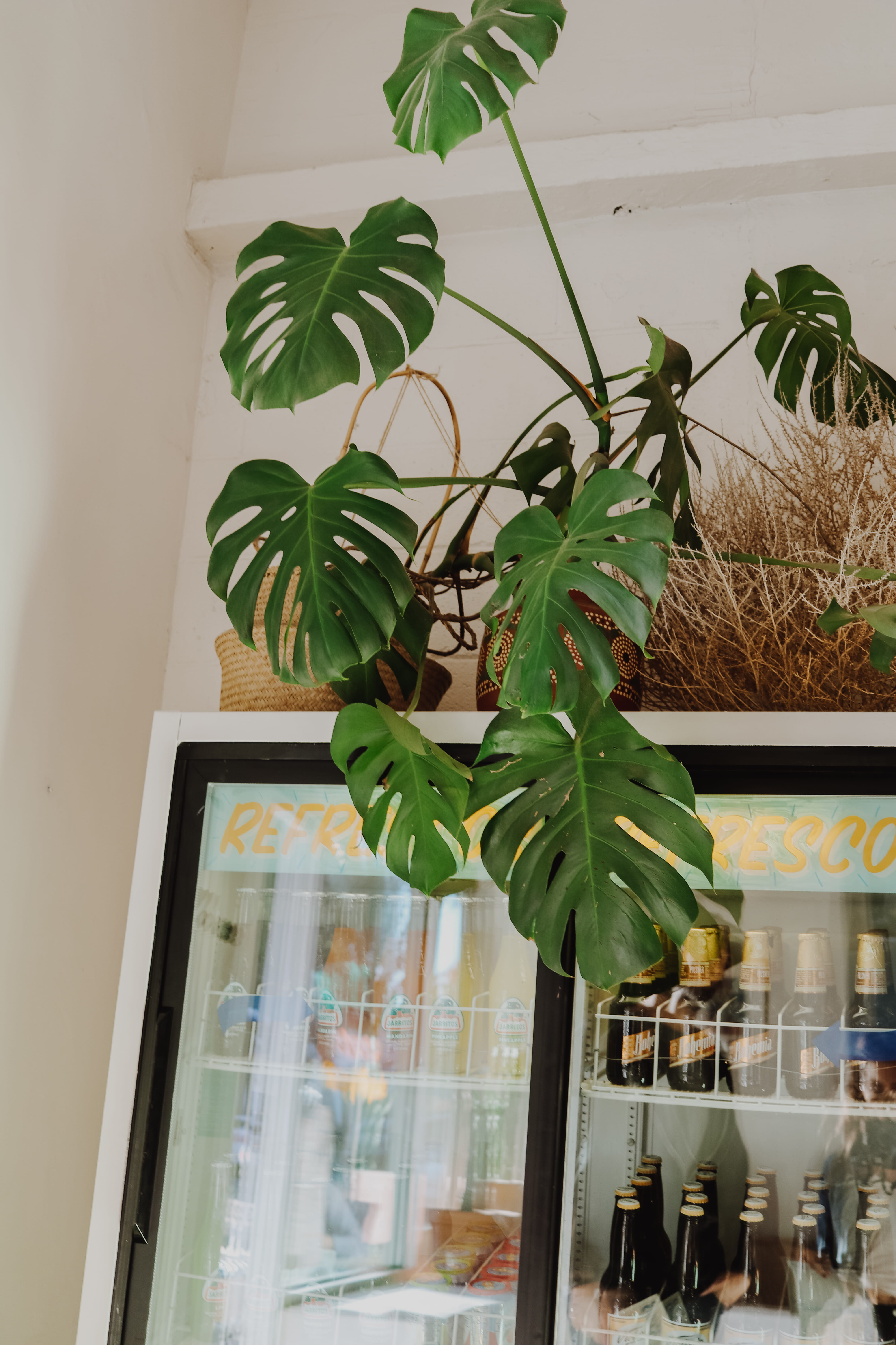 millennial, monstera, vintage, growth, glass - material, jar, potted plant, philodendron, wall - building feature, decoration, nature, transparent, person, Phone HD Wallpaper