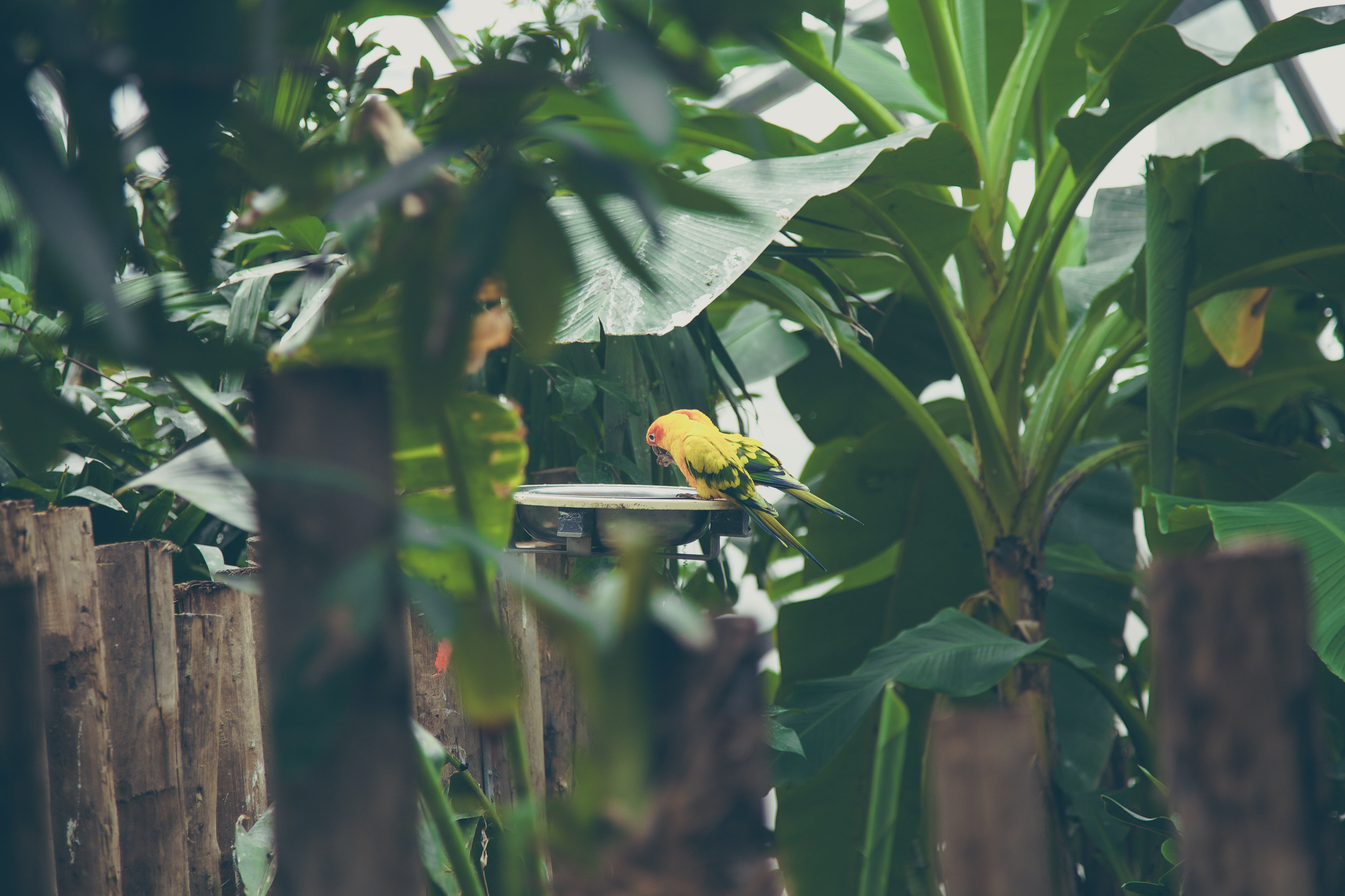 vertebrate, frame, birdbath, philodendron, no people, tropical plant, animals in the wild, trees, parakeet, outdoors, surrounded, animal themes, leaf, animal, HD Wallpaper