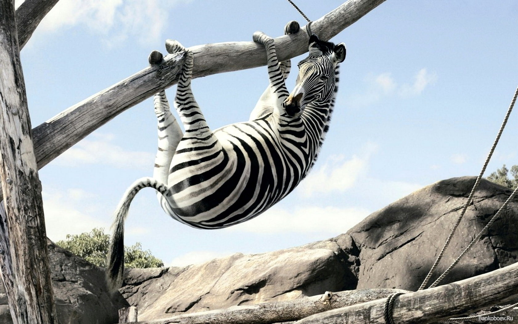hd, black, white, zebra, colour, tree, funny, animals, afraid, 720P, animal, HD Wallpaper