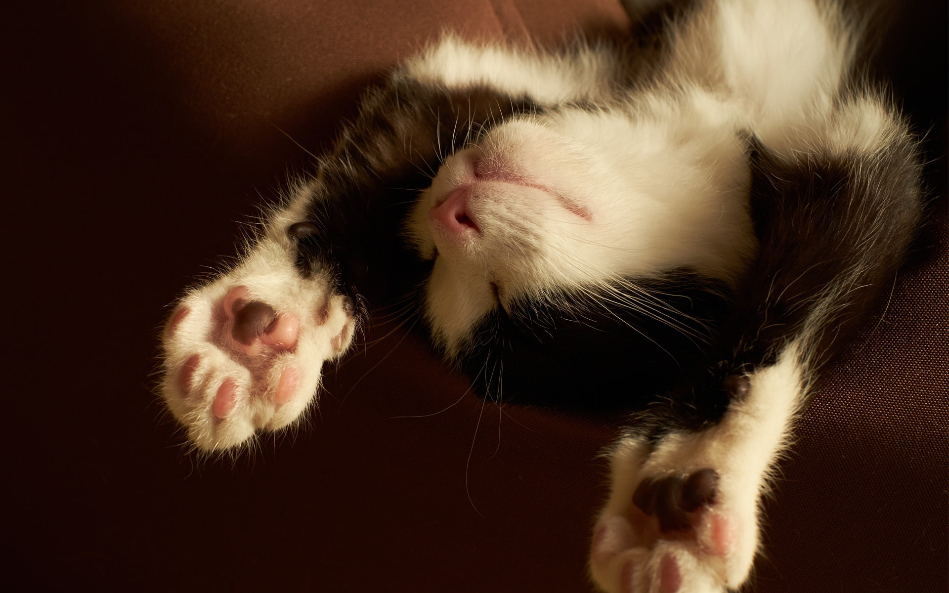 Sleeping, cat, Black, 1080P, White, Cute, tuxedo, Kitten, HD Wallpaper