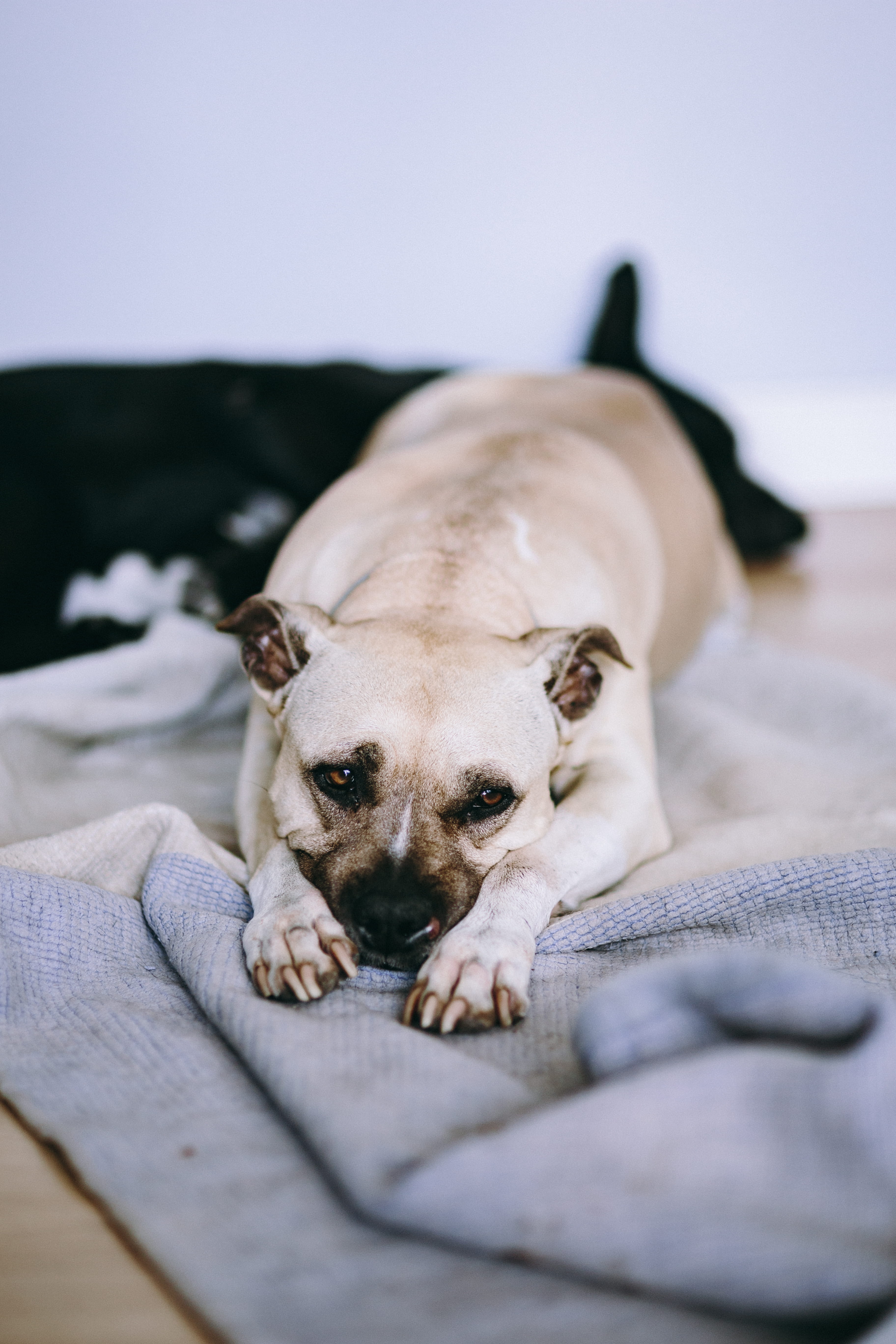 small, cute, vertebrate, best friend, dog, American staffordshire terrier, laying, pets, lying dog, looking at camera, indoors, relaxation, animal, Old, Phone HD Wallpaper