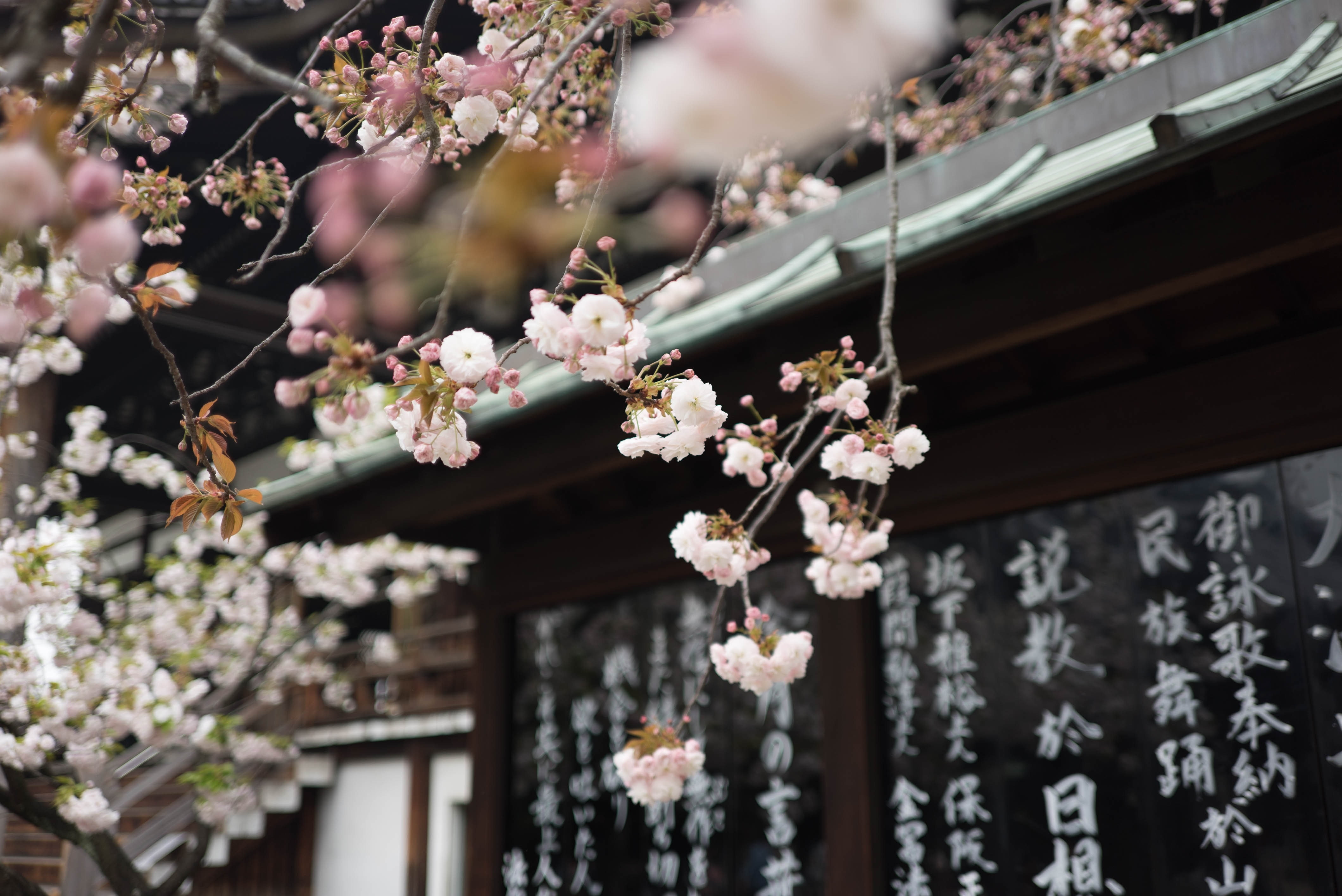 Cherry Blossom, Galen Crout, Kanji, Japan, 4K, HD Wallpaper
