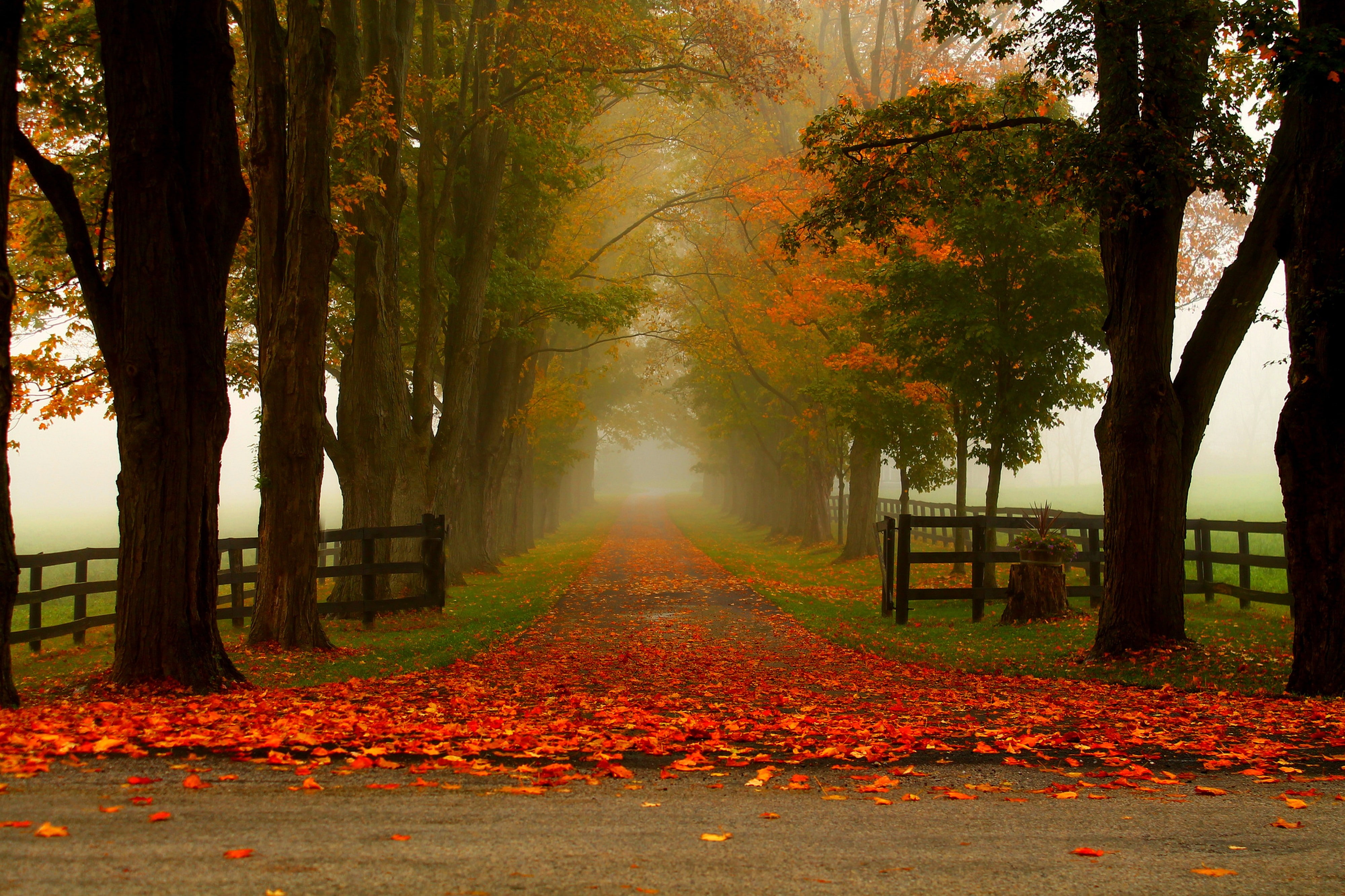 4K, Nature, leaves, walk, Autumn, trees, park, forest, colorful, colors, PATH, road, fall, HD Wallpaper