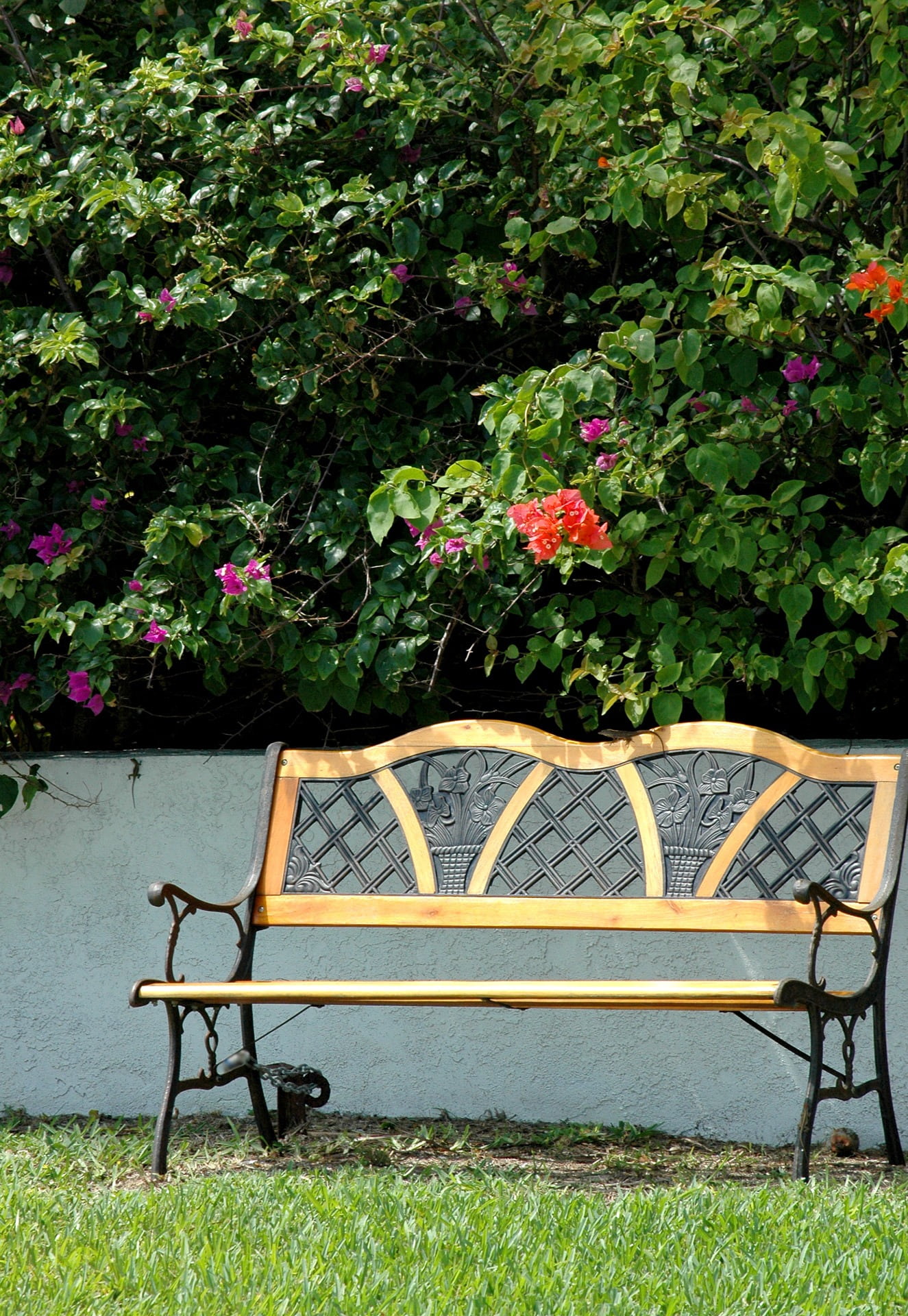 empty, table, orange, 1080P, plant, seat, park bench, garden, pink, tropics, bougainvillea, day, no people, bench, growth, resting spot, flowers, flowering plant, Phone HD Wallpaper