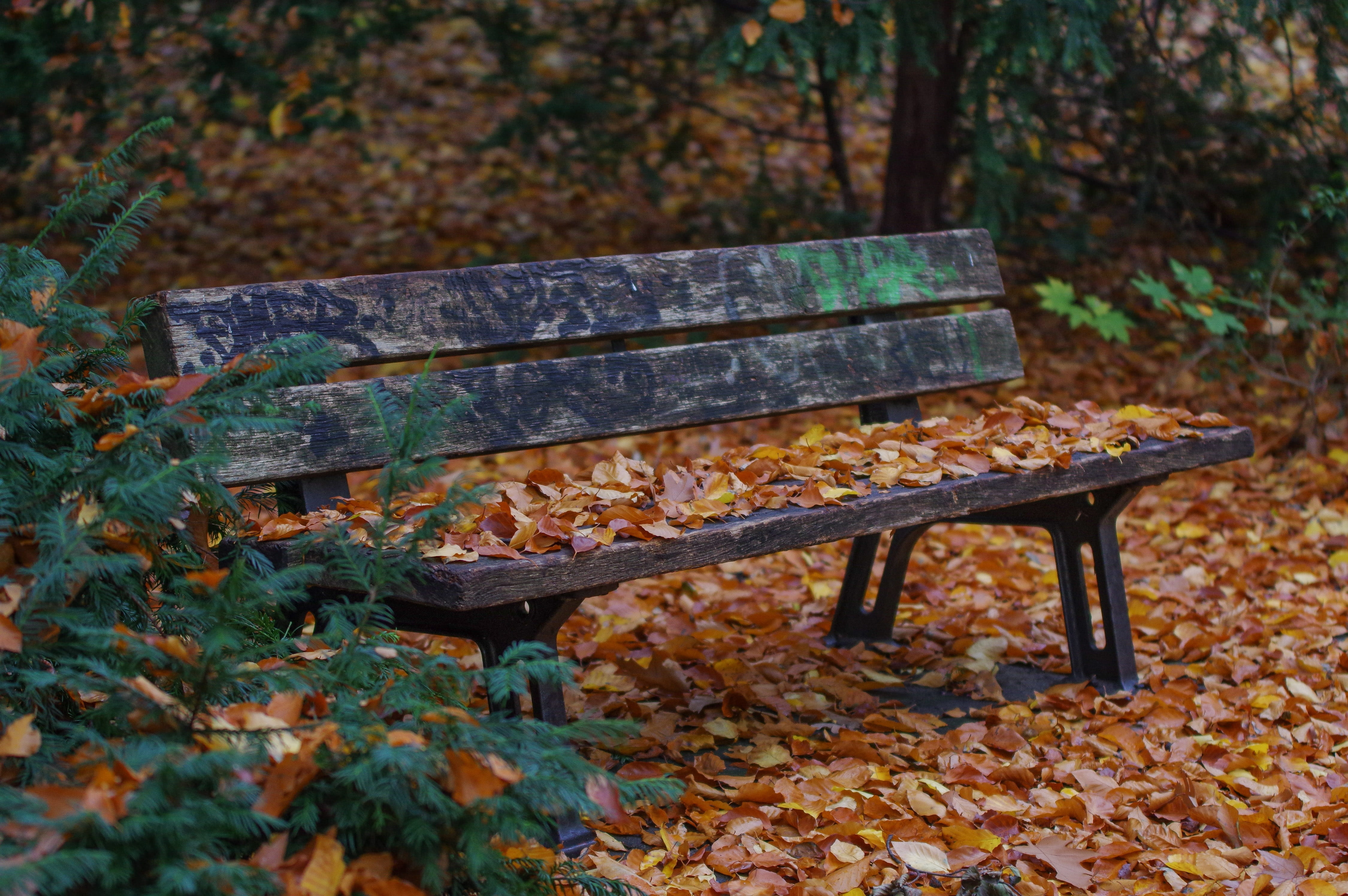 tree, seat, nature, no people, plant part, day, absence, change, field, relax, park, outdoors, leaf, tranquility, park bench, 4K, park - man made space, HD Wallpaper
