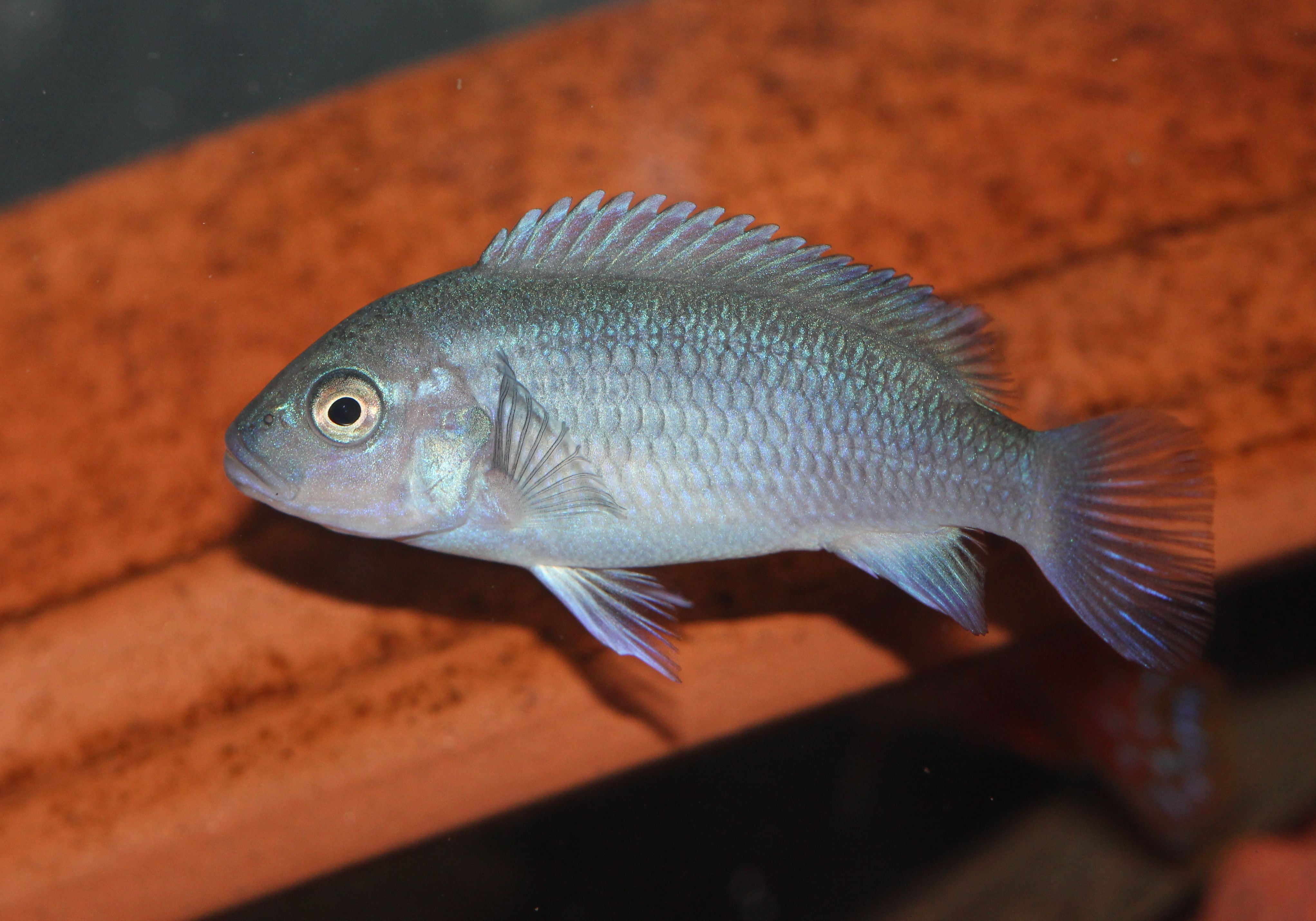 side view, indoors, one animal, seafood, profile view, food and drink, no people, aquarium, african cichlid, fishing industry, sea, fish, animals in captivity, HD Wallpaper