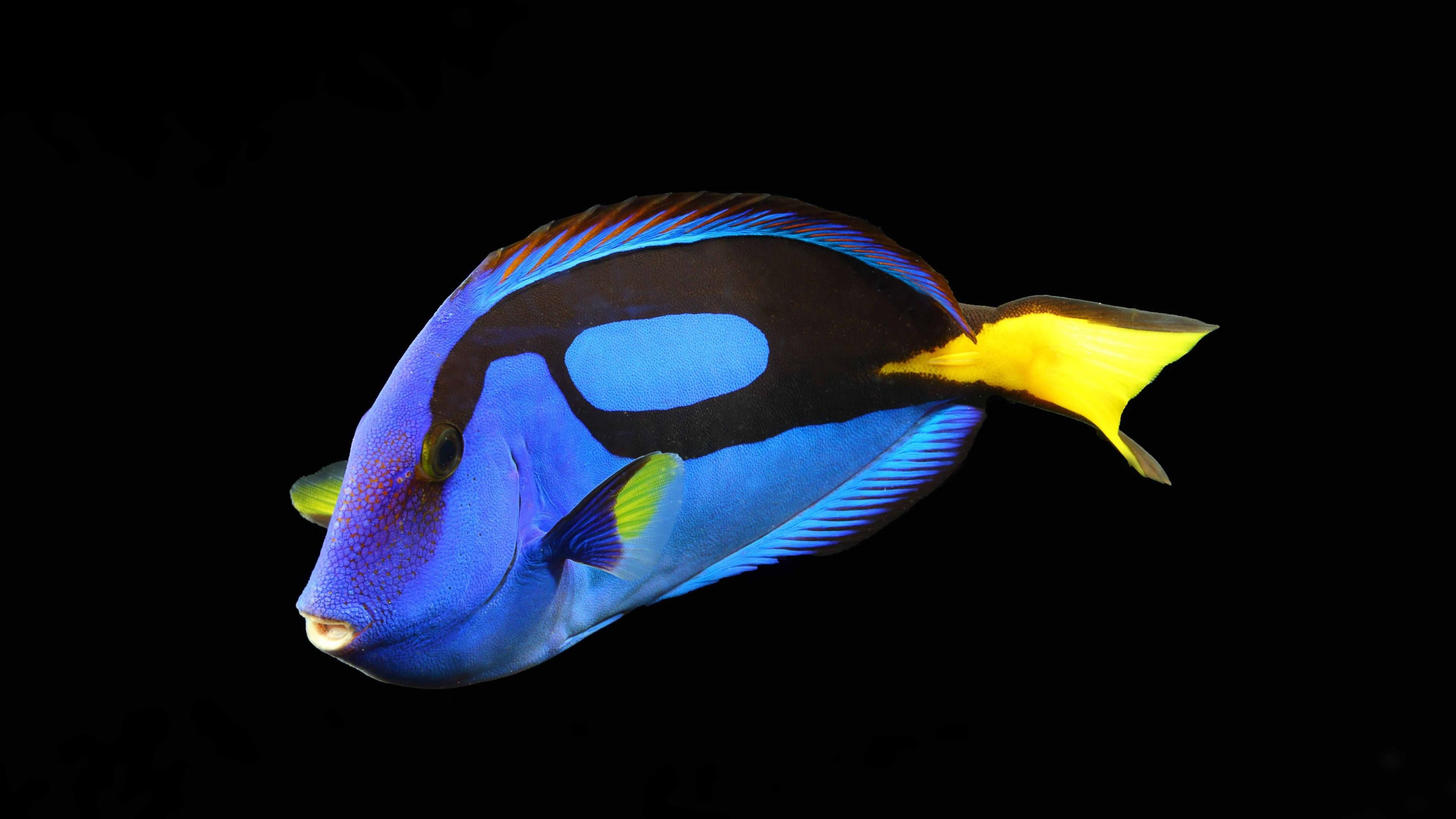 tropical fish, blue fish, yellow, vertebrate, sea life, single object, sea, animal, one animal, no people, cobalt blue, palette surgeonfish, animal wildlife, HD Wallpaper