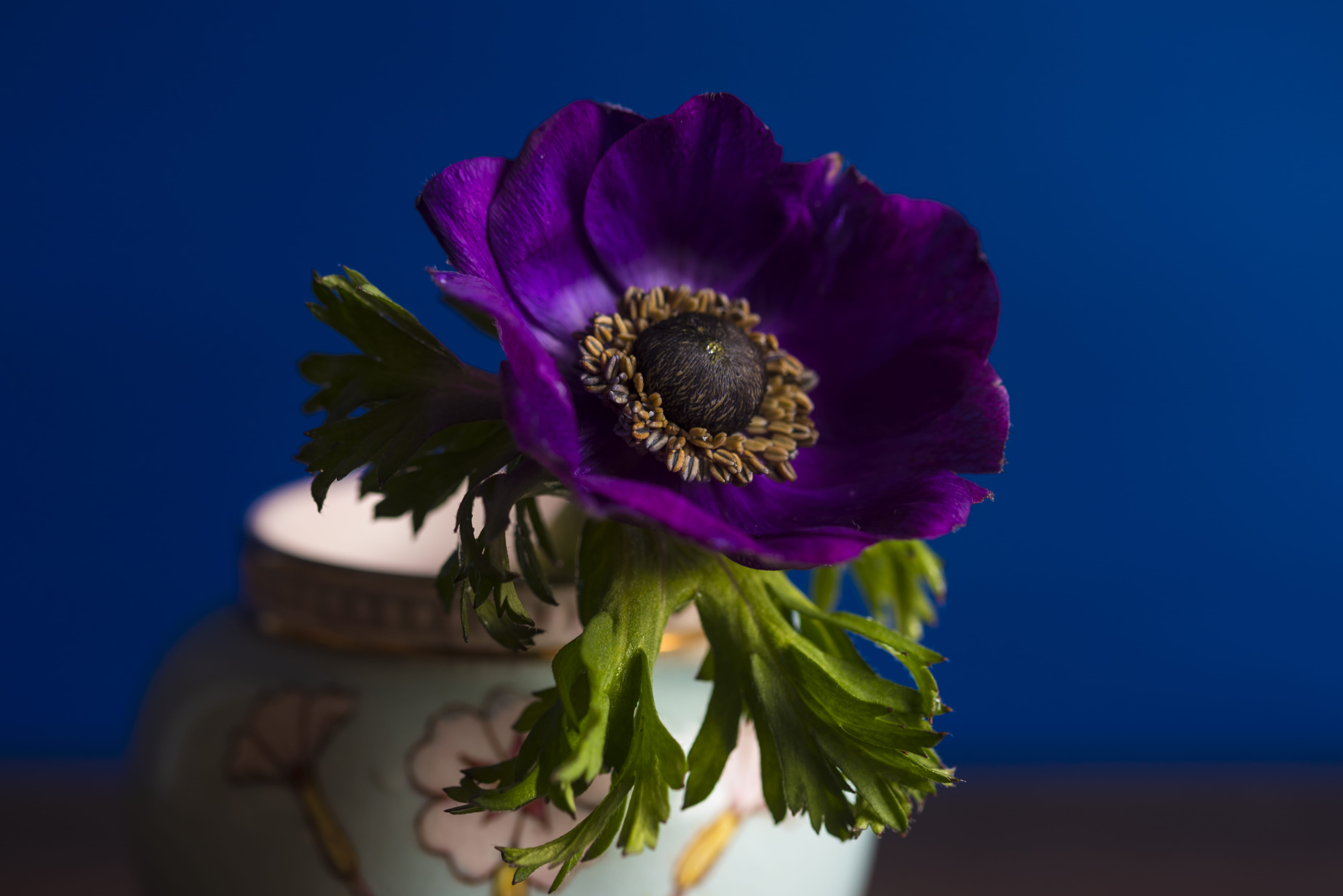 purple flower, lovely, flower arrangement, vase, close-up, flower pedal, close, nature, flower head, no people, blue, purple, striking, photography, blue background, HD Wallpaper