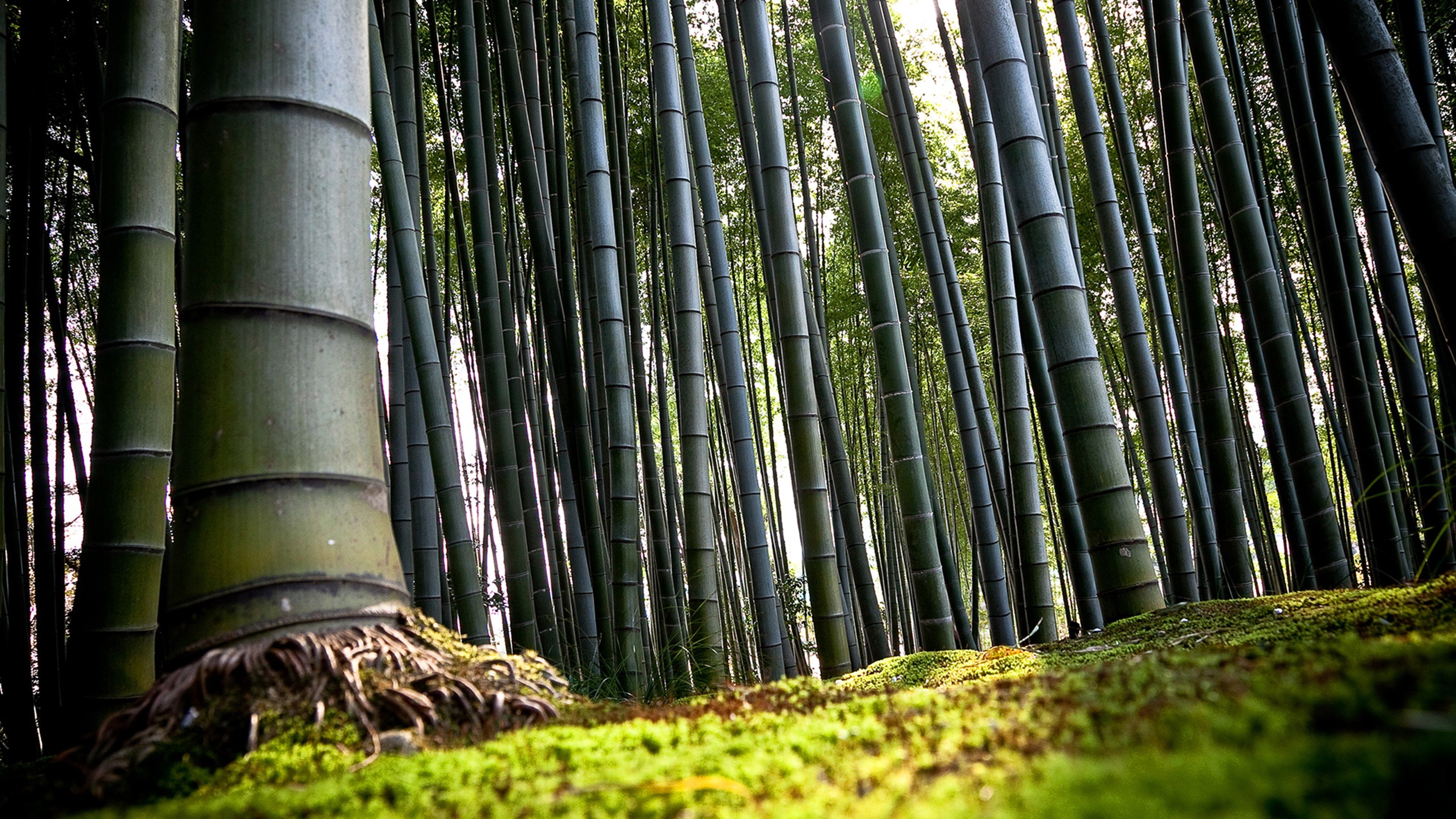 4K, bamboo, 3d abstract, forest, lanscape, 4000x2250, HD Wallpaper