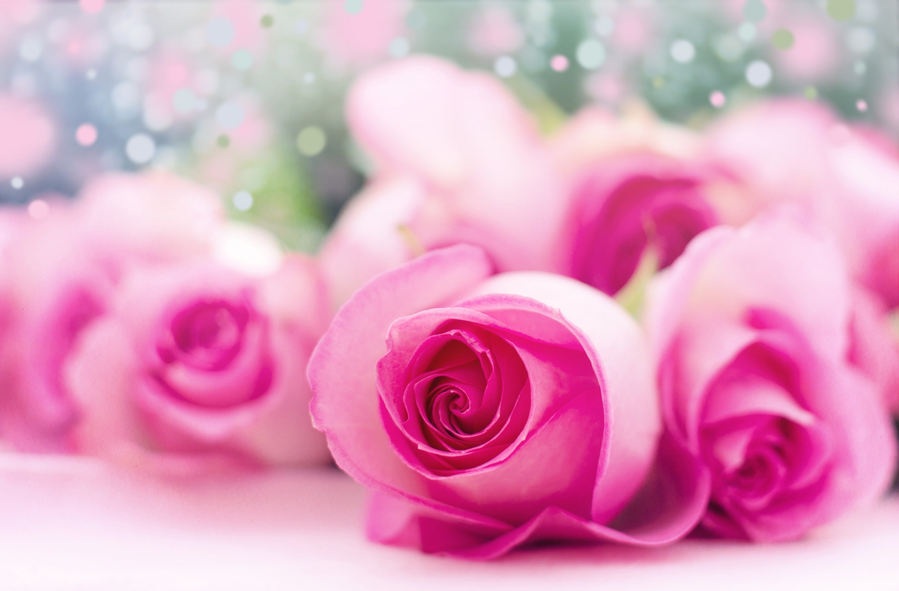 2K, focus on foreground, close-up, flower arrangement, Pink, rose - flower, bouquet, rose, vulnerability, nature, selective focus, Roses, flower head, HD Wallpaper