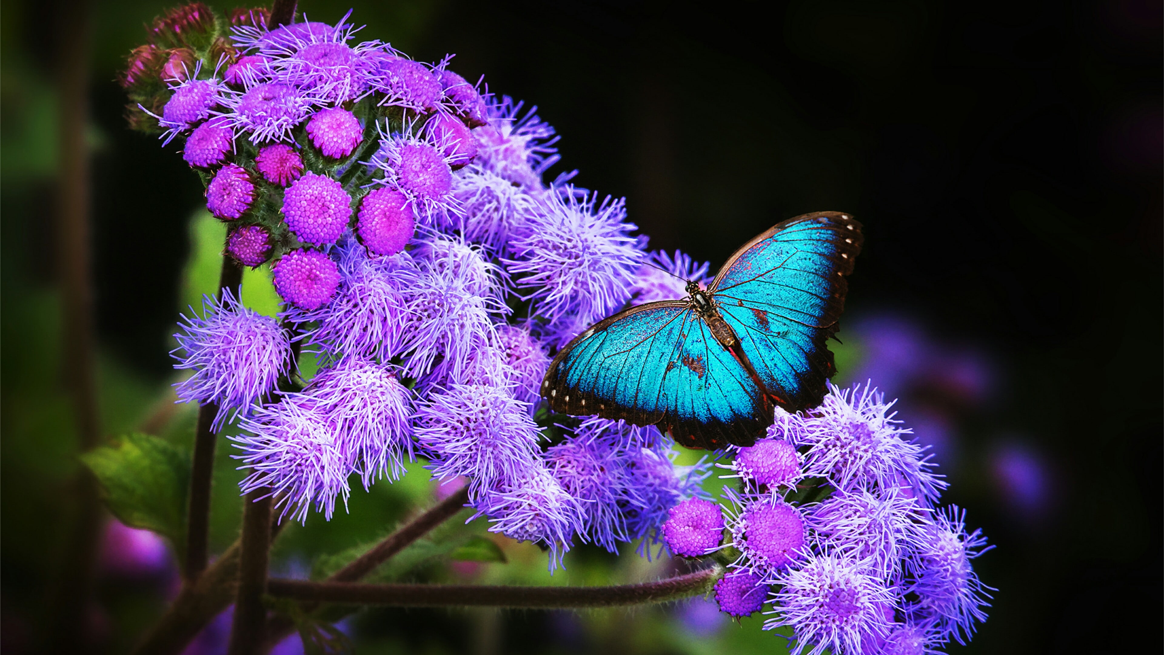 blue butterfly, 4K, purple flowers, blue morpho, butterfly, darkness, morpho butterfly, flower, morpho, HD Wallpaper