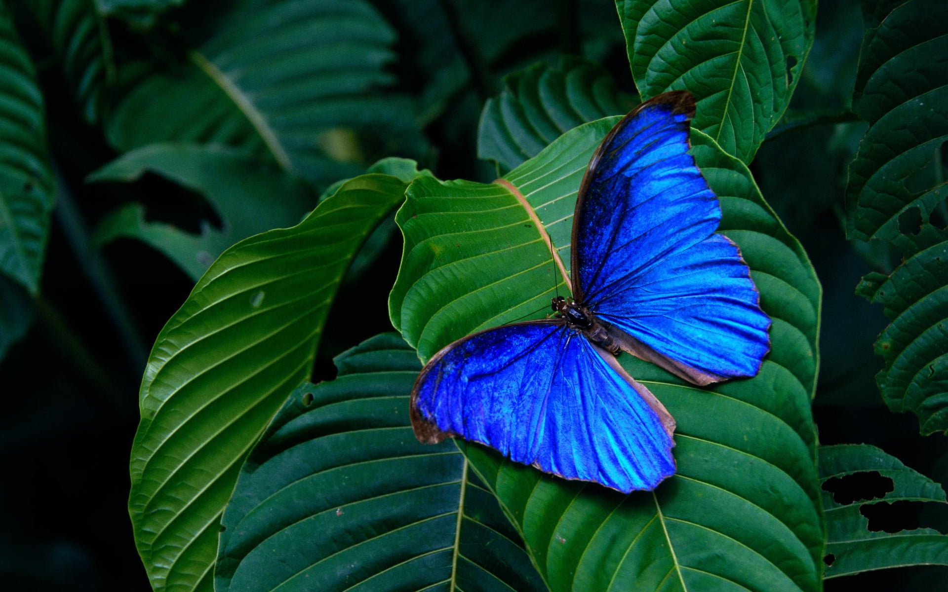 no people, pattern, nature, one animal, leaves, macro, vulnerability, green Color, butterfly, outdoors, animal Wing, wildlife, summer, butterfly - Insect, HD Wallpaper
