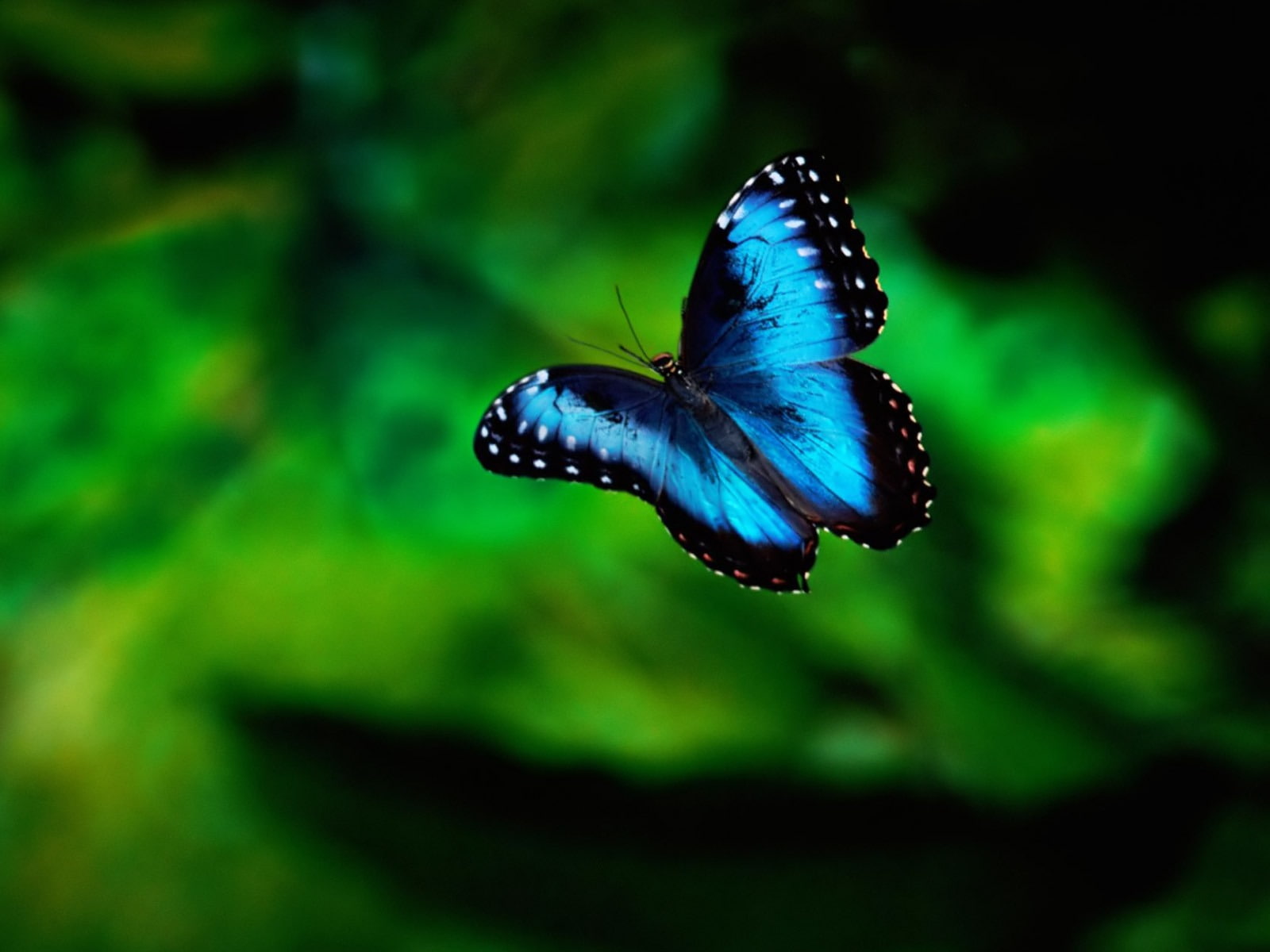 invertebrate, outdoors, beauty in nature, one animal, plant, green color, animal themes, animal wing, insect, blue, flying, water, animal wildlife, no people, HD Wallpaper