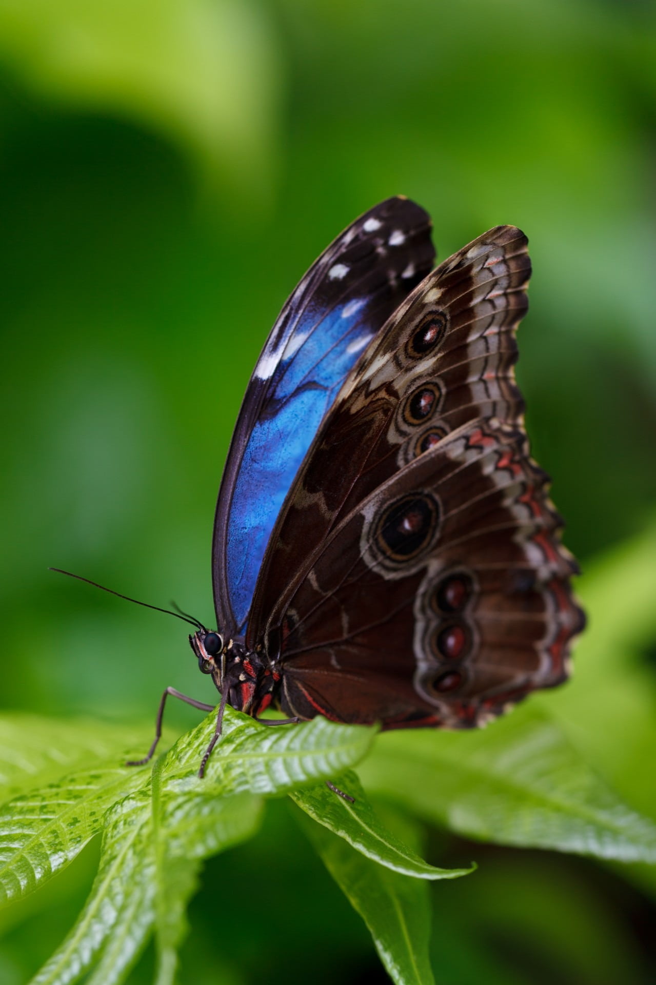 close, animal Wing, delicate, macro, green color, nature, beautiful, wildlife, insect, outdoors, wing, wings, no people, morpho, summer, green leaf, plant, Phone HD Wallpaper