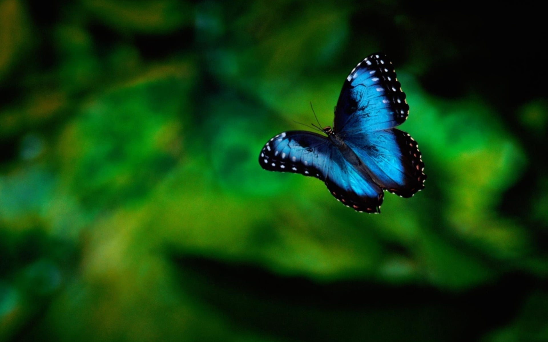 color Image, summer, leaf, lepidoptera, leaves, black Color, day, butterfly, rainforest, animal Wing, nature, animals in the wild, wildlife, flower, colors, HD Wallpaper